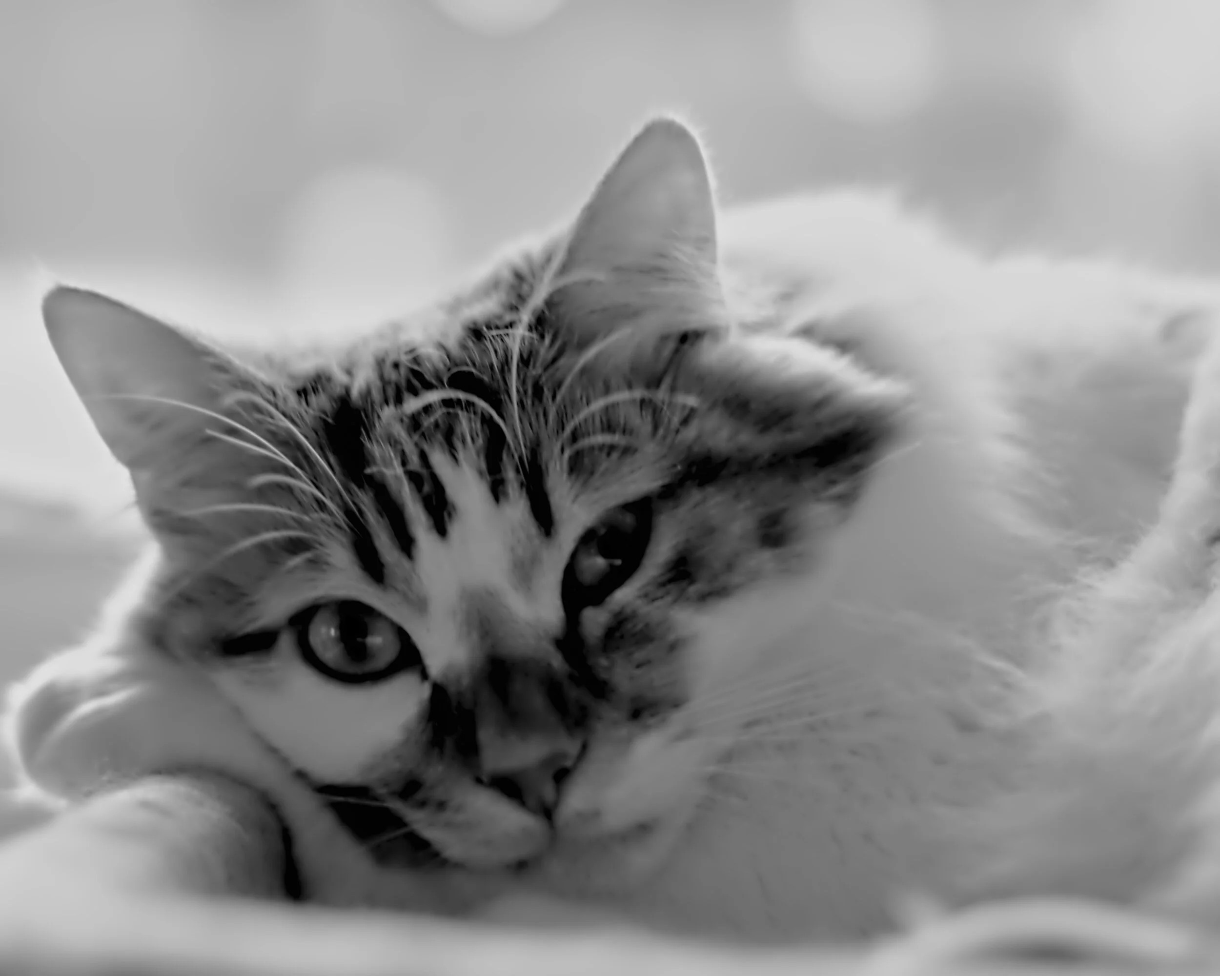 Cat, black and white, natural light