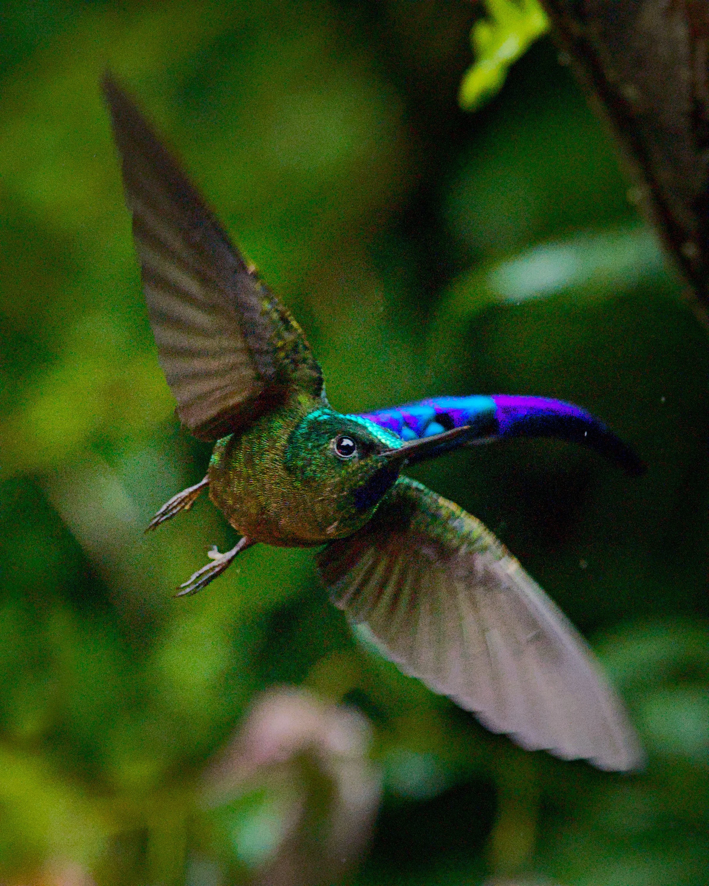 A violet-tailed sylph executes a midair u-turn.