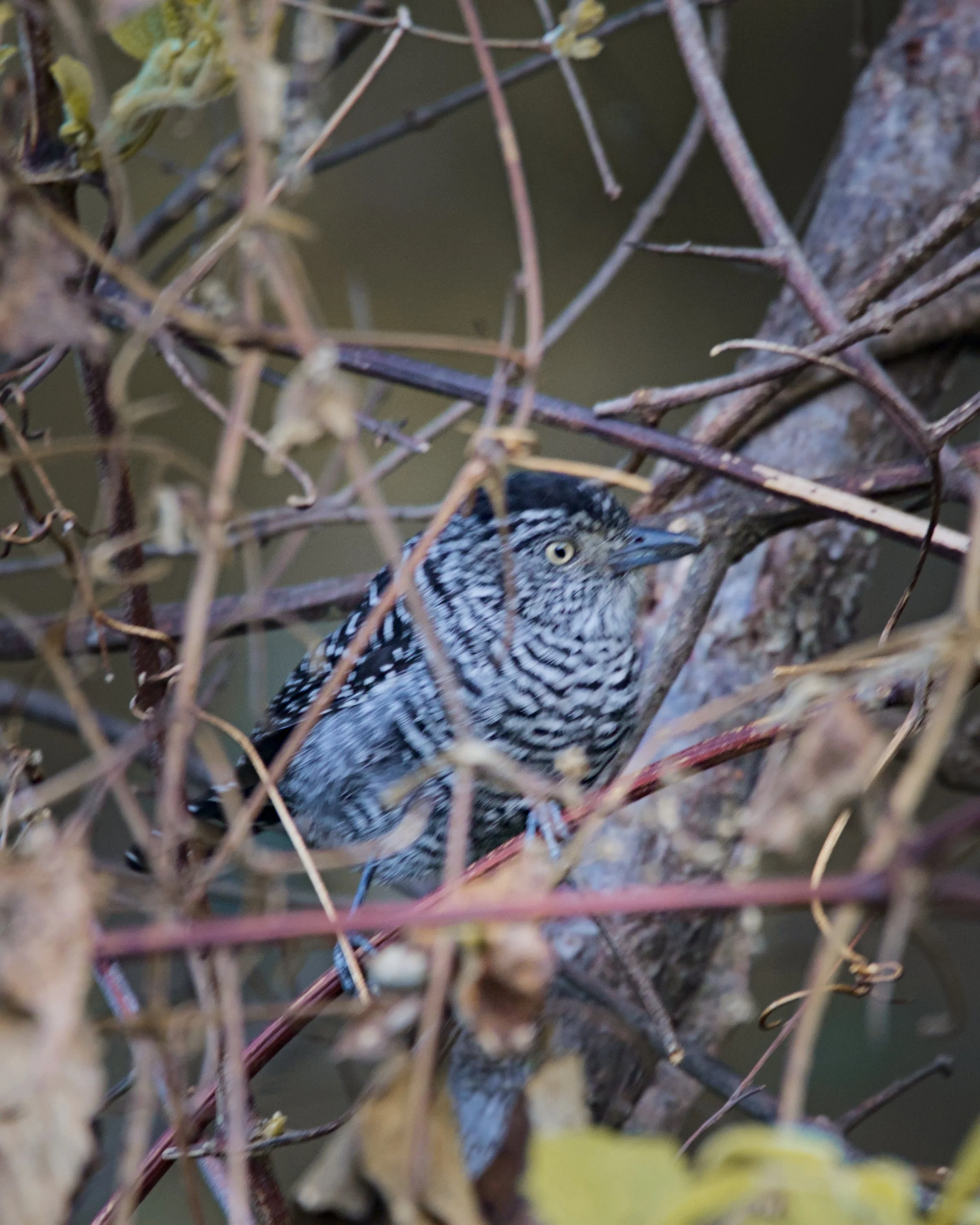 A barred antshrike blends right in in Panajachel.