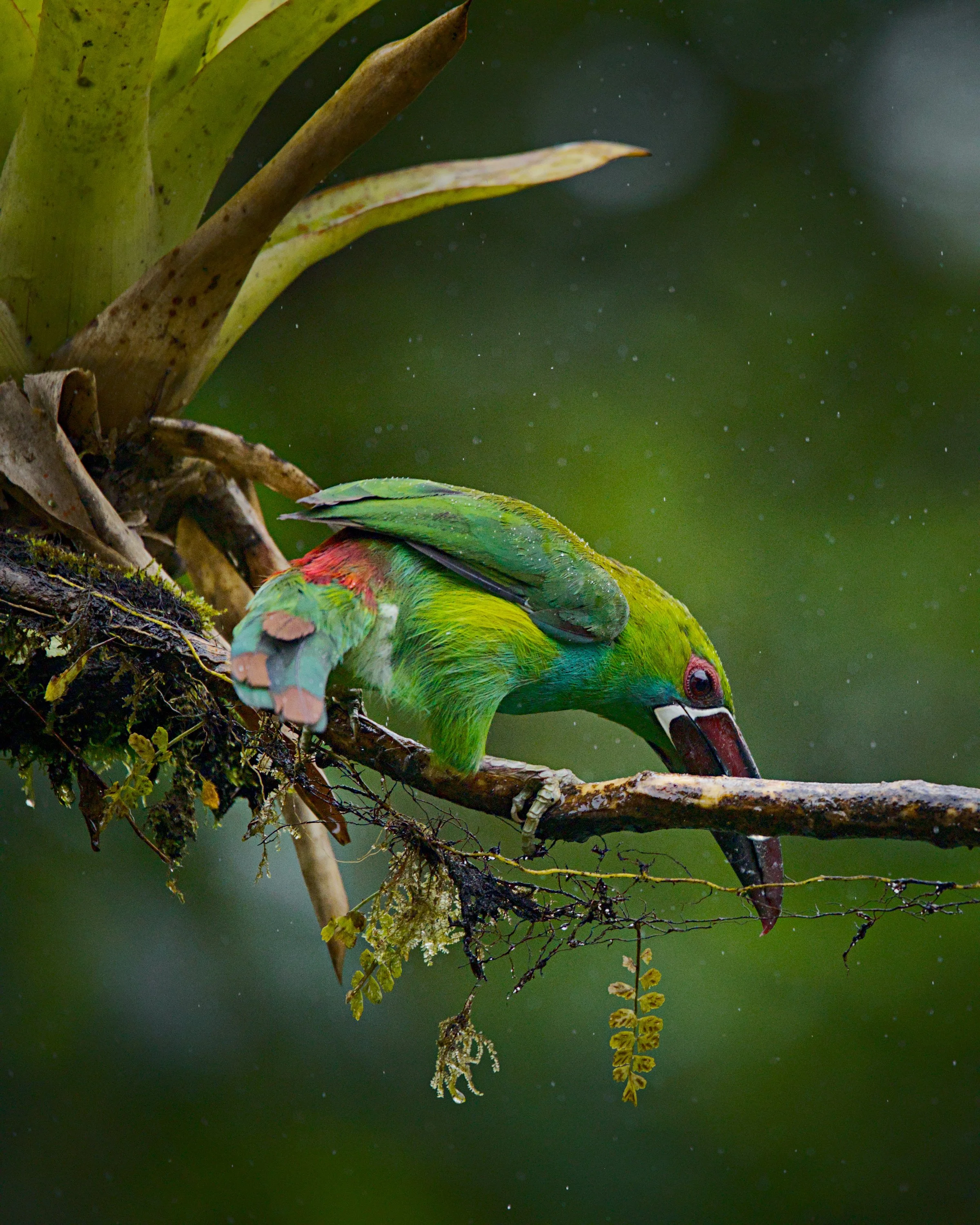 A crimson-rumped toucanet shows us how he got his name.