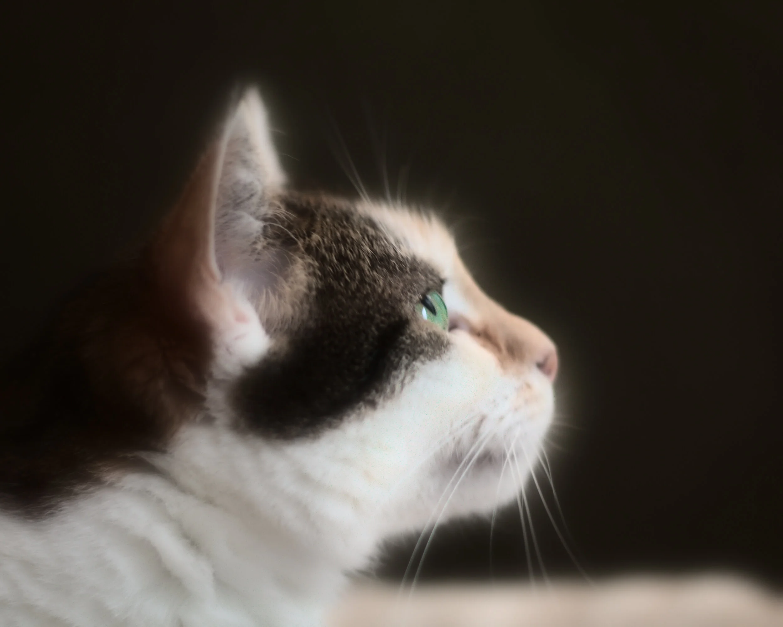 Cat, natural light