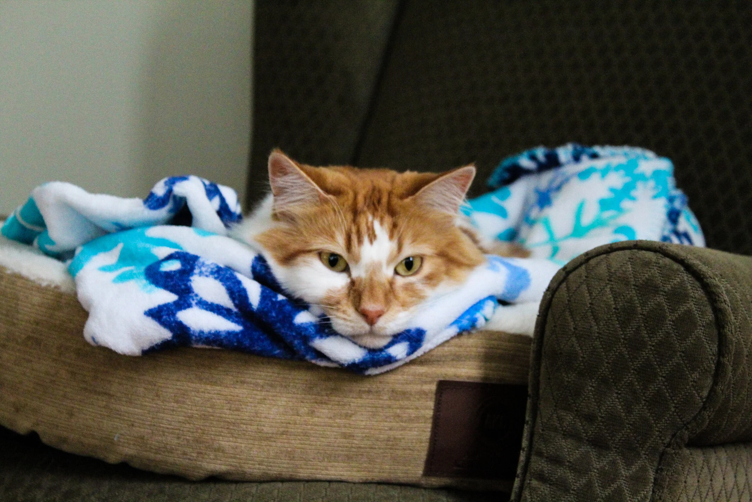 Cat, natural light, candid