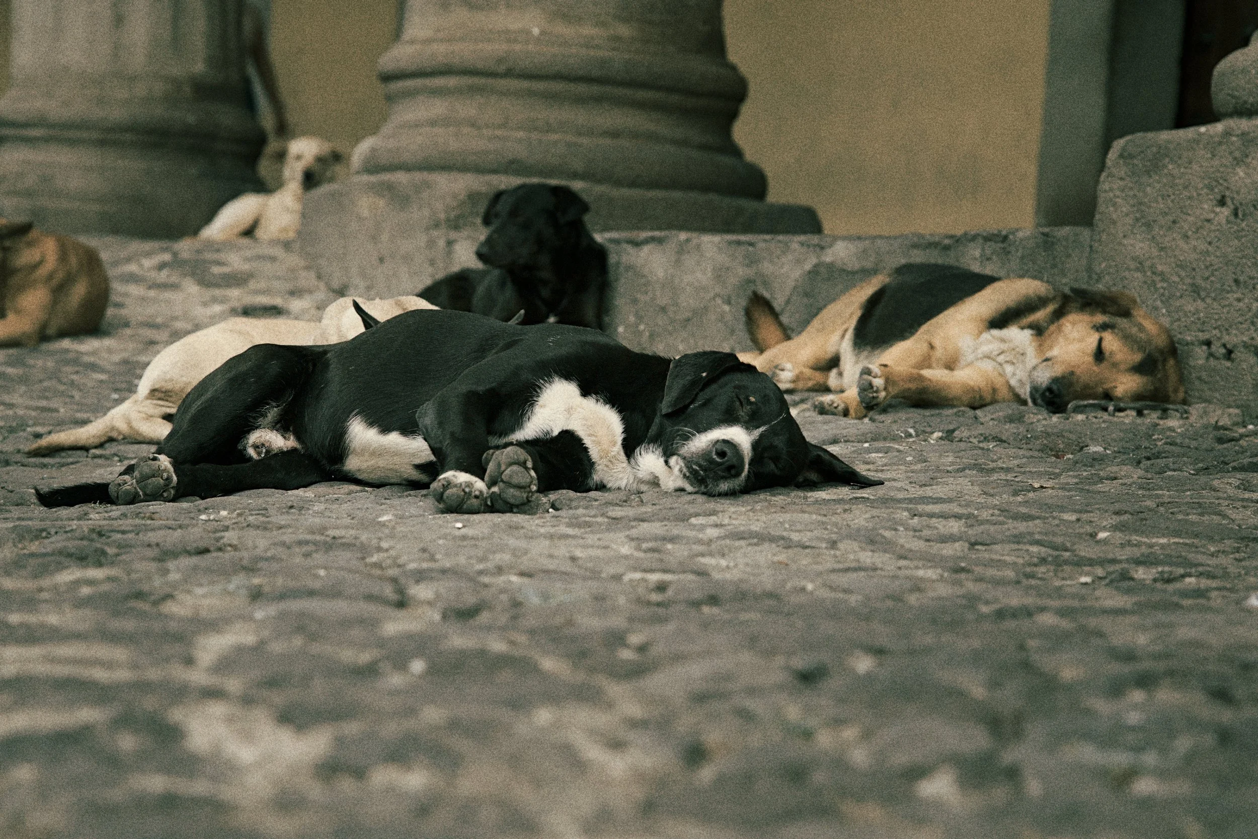 Letting them lie in Antigua.