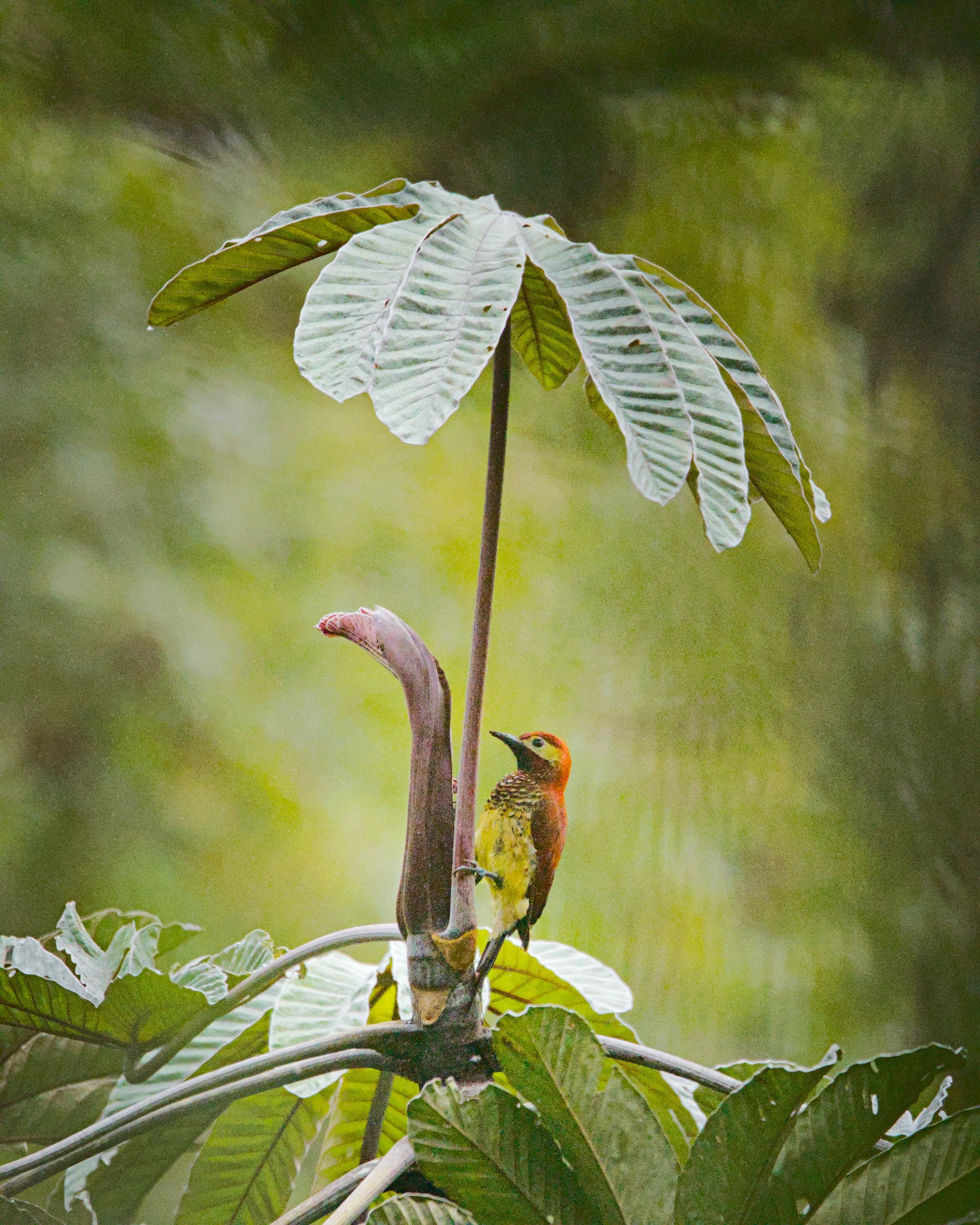 A crimson-mantled woodpecker finds shelter from the rain.