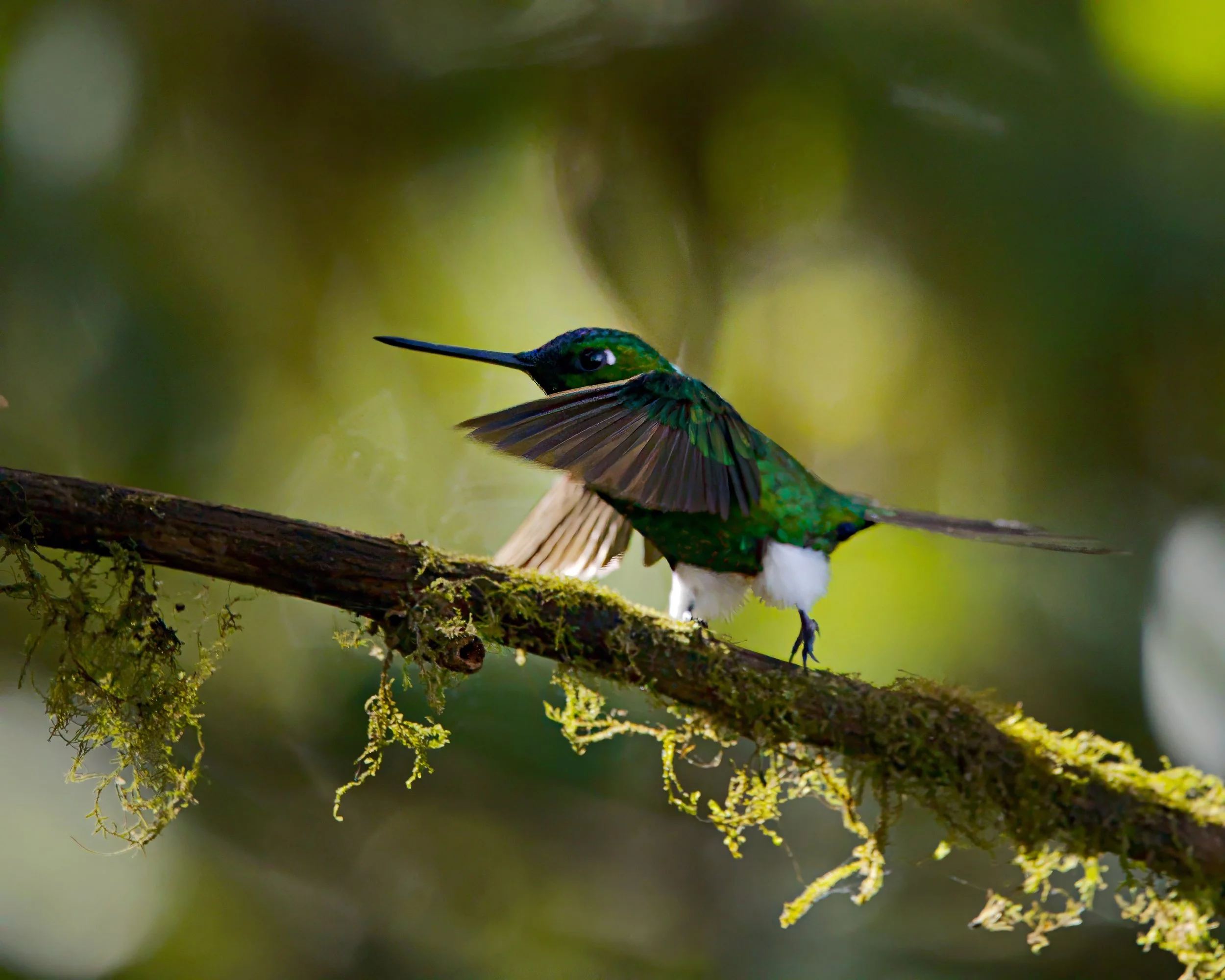 A sapphire-vented puffleg stomps the runway.