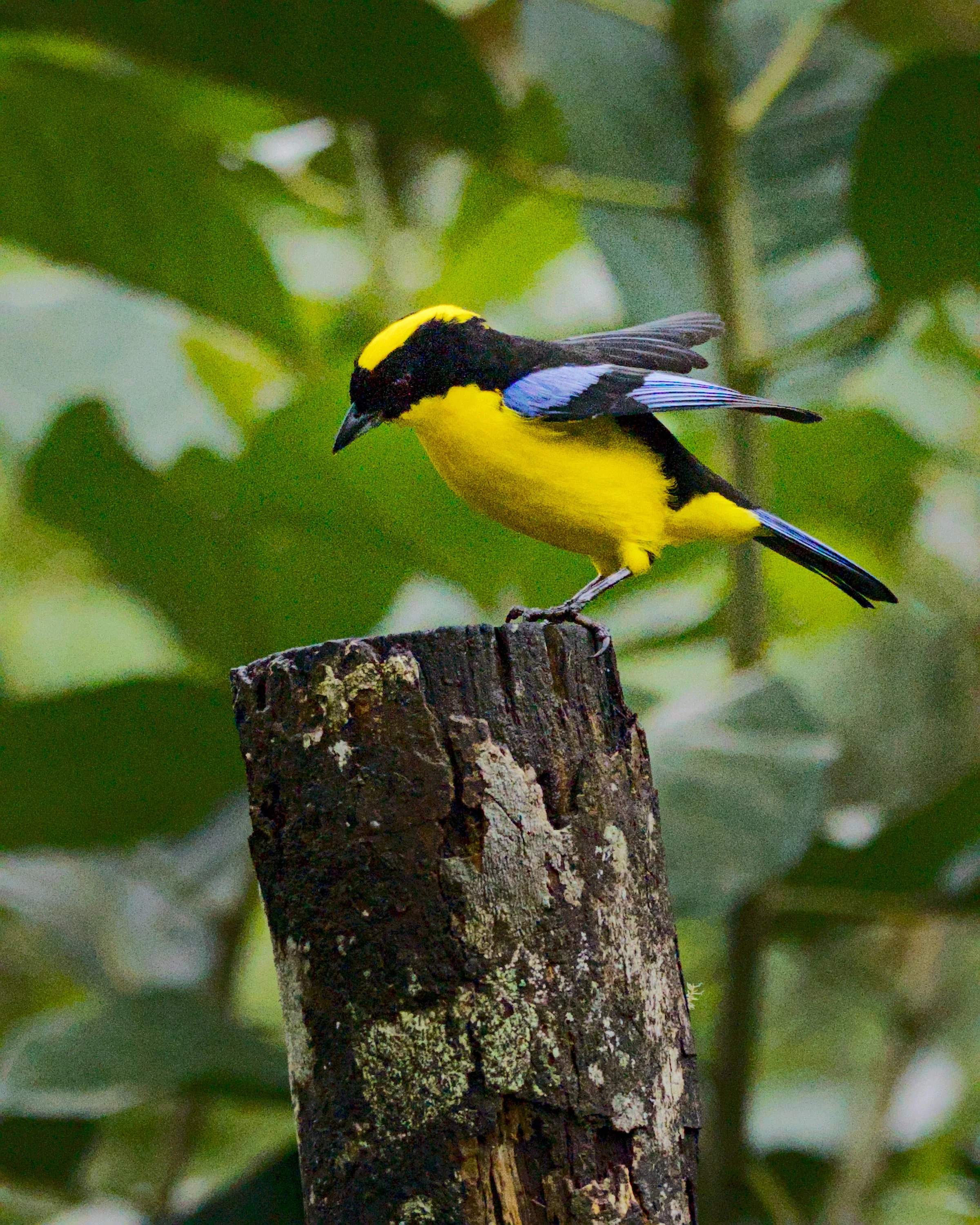 An orange-bellied euphonia is poised for action.