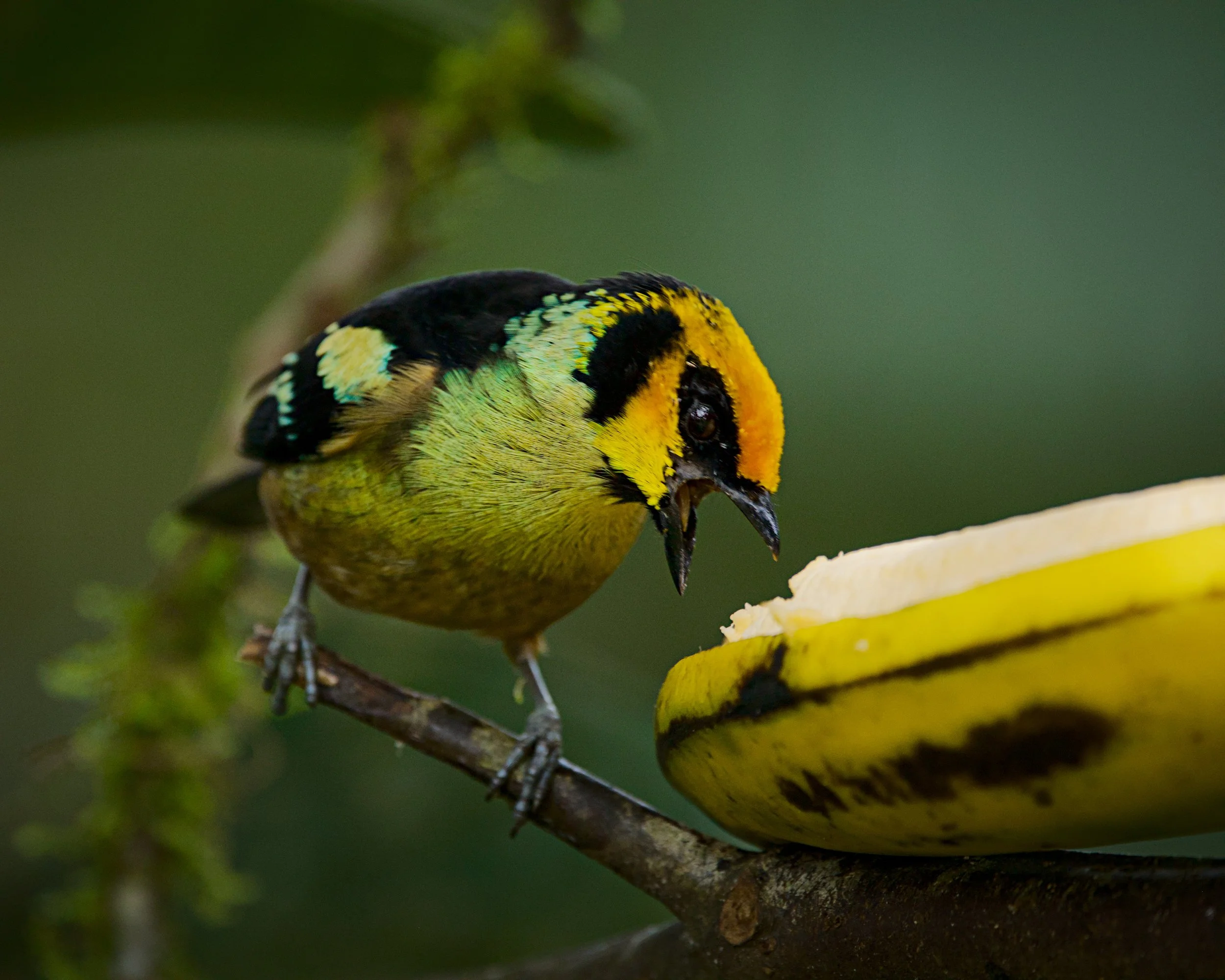 A flame-faced tanager chows down.