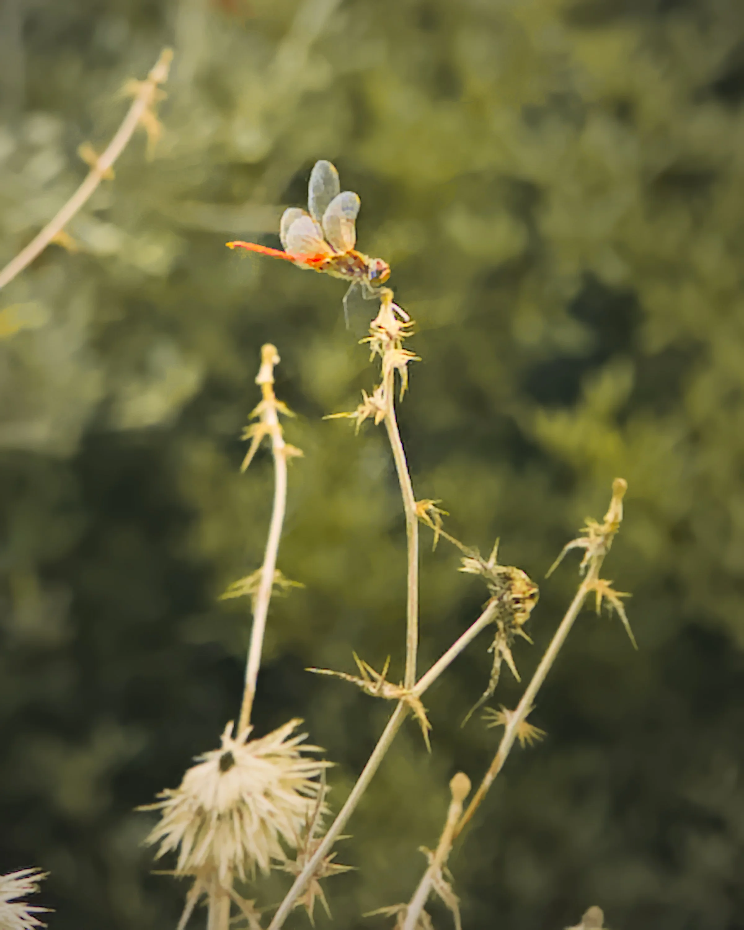A red-veined darter has a  moment of chill at Patara Ancient City.