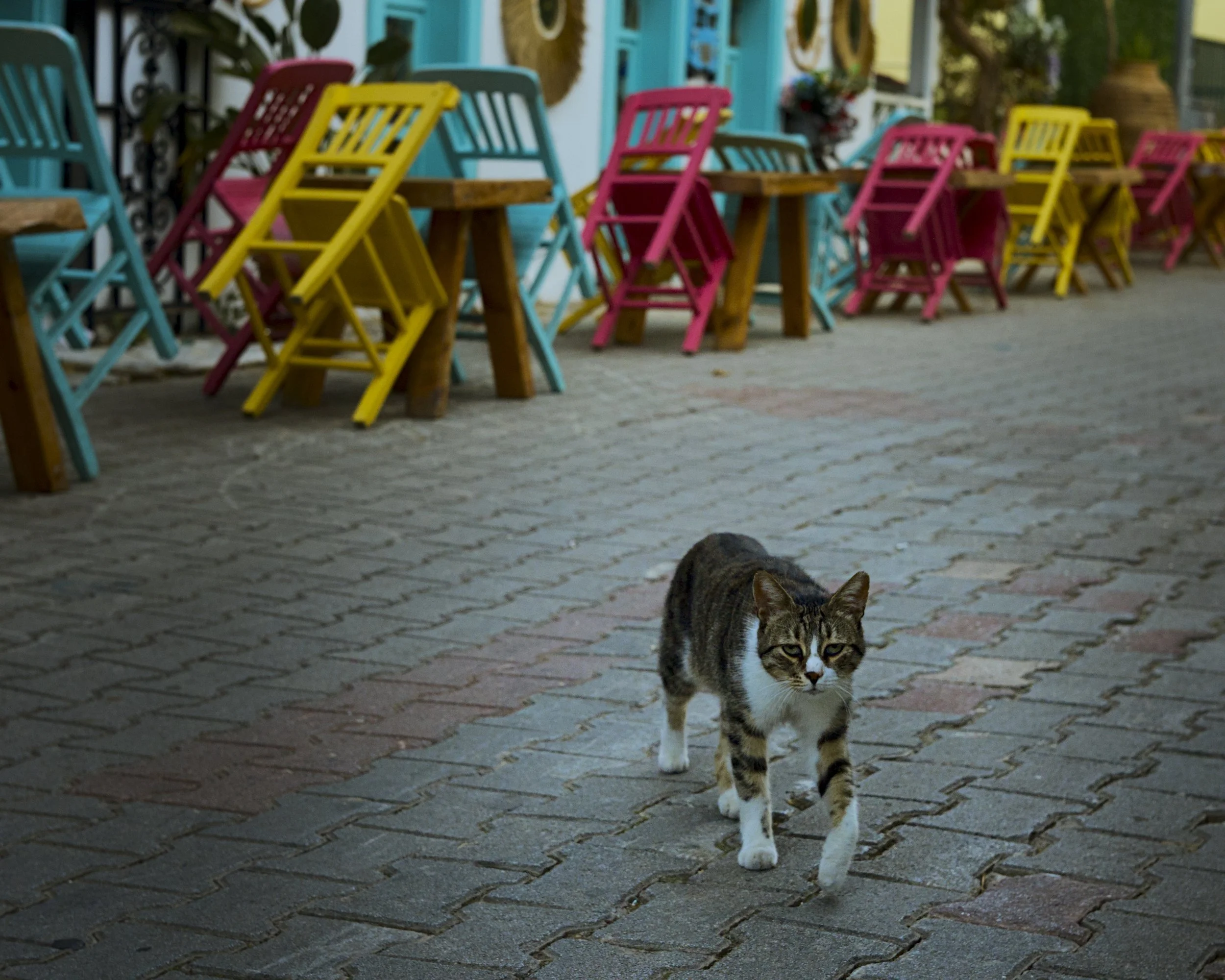 A cat makes her morning rounds.