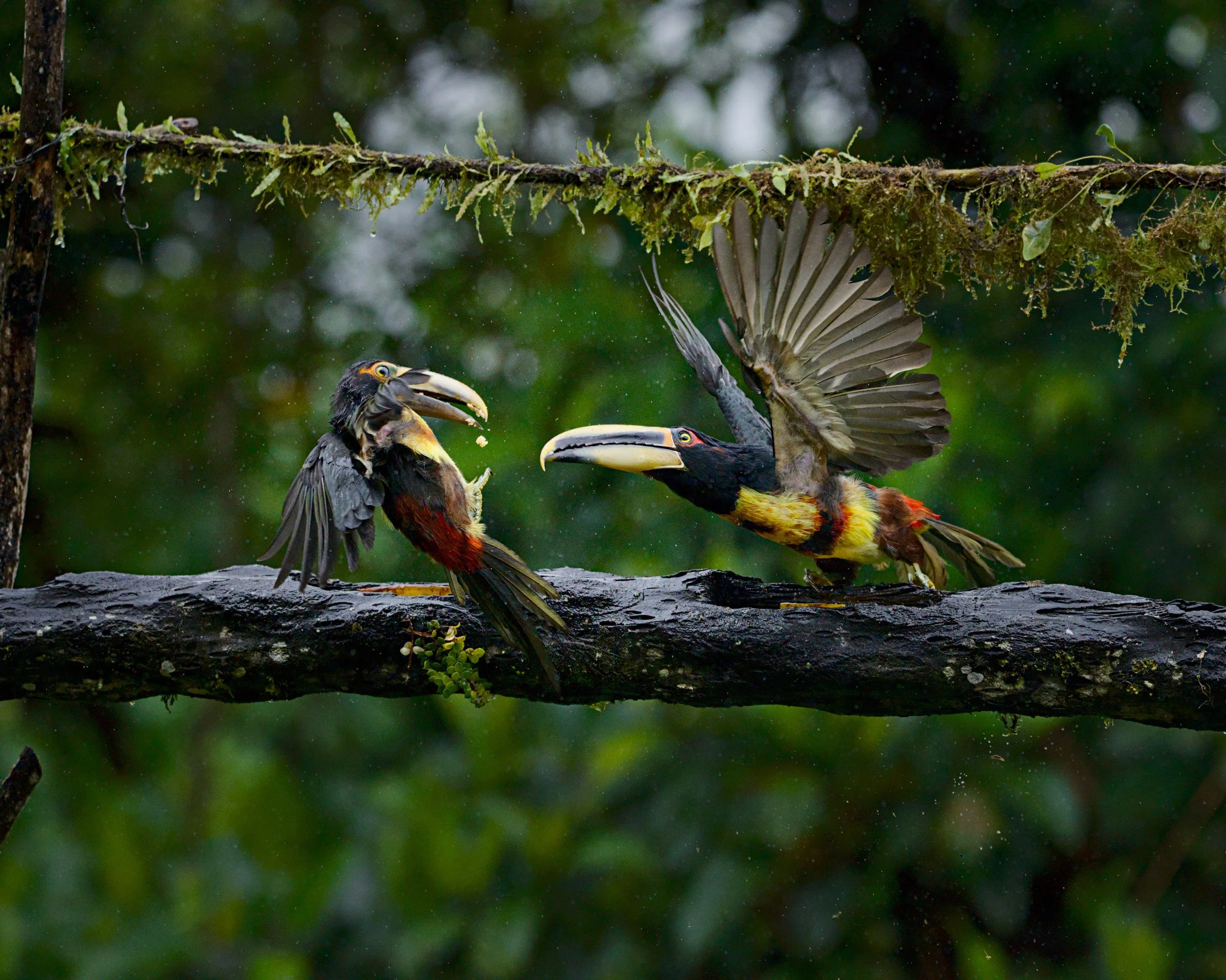 Drama abounds for these pale-mandibled aracaris.