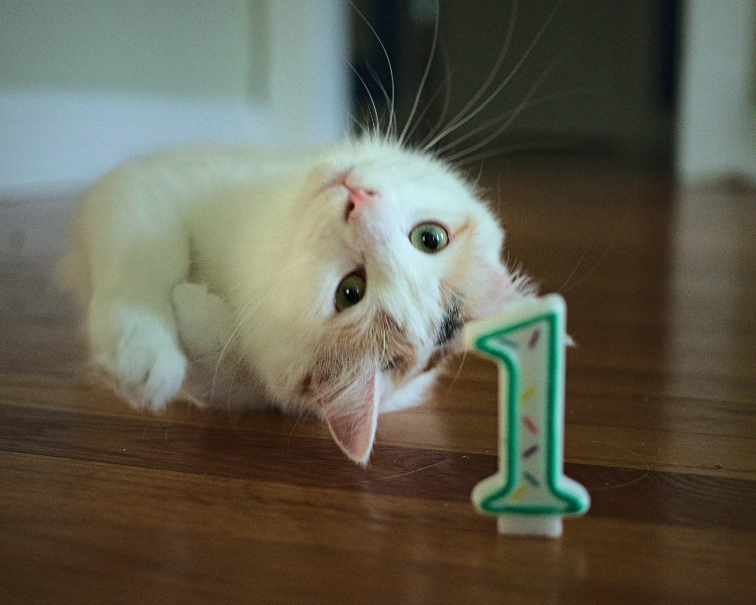 Cat on first birthday