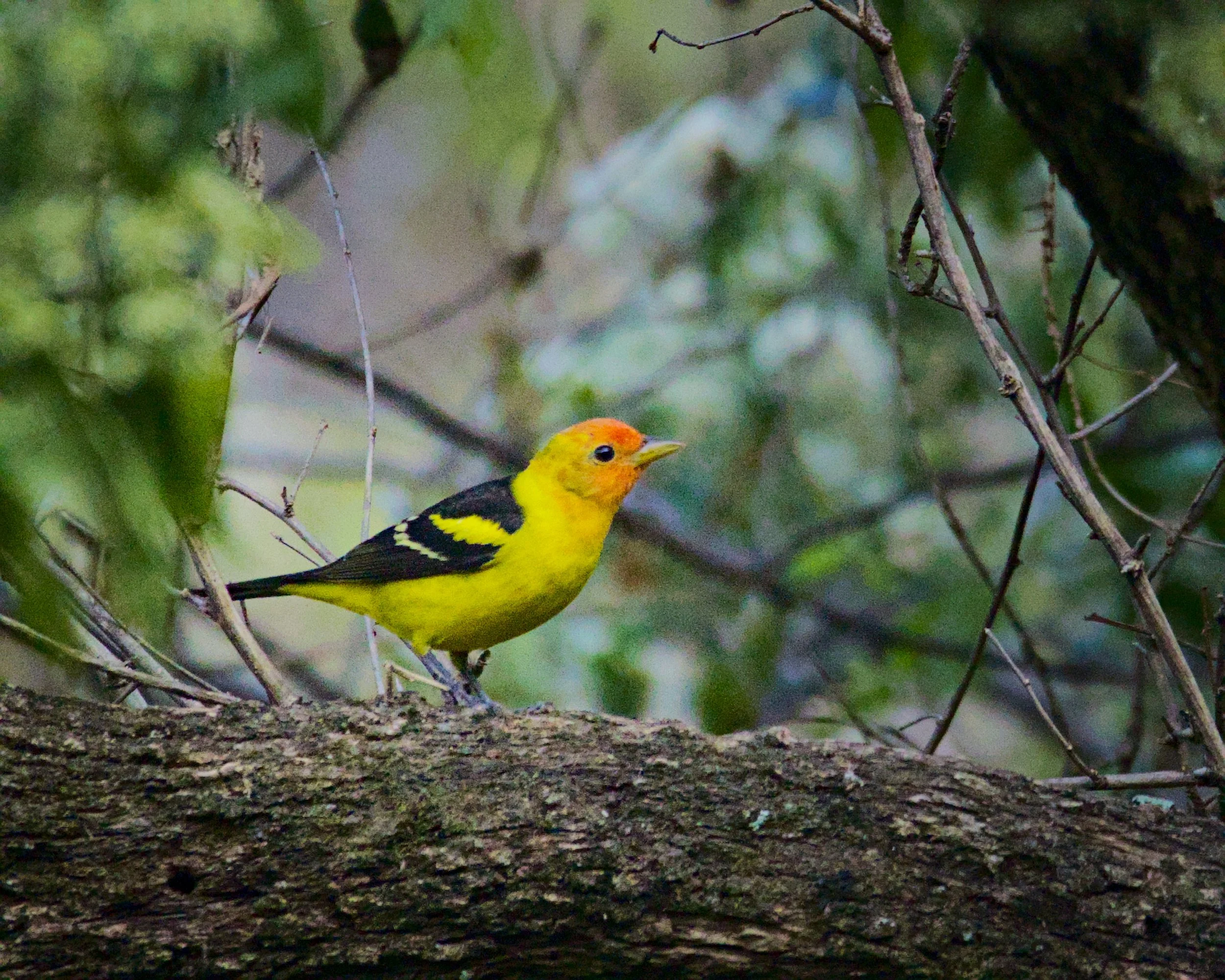 A western tanager relaxes in Panajachel.