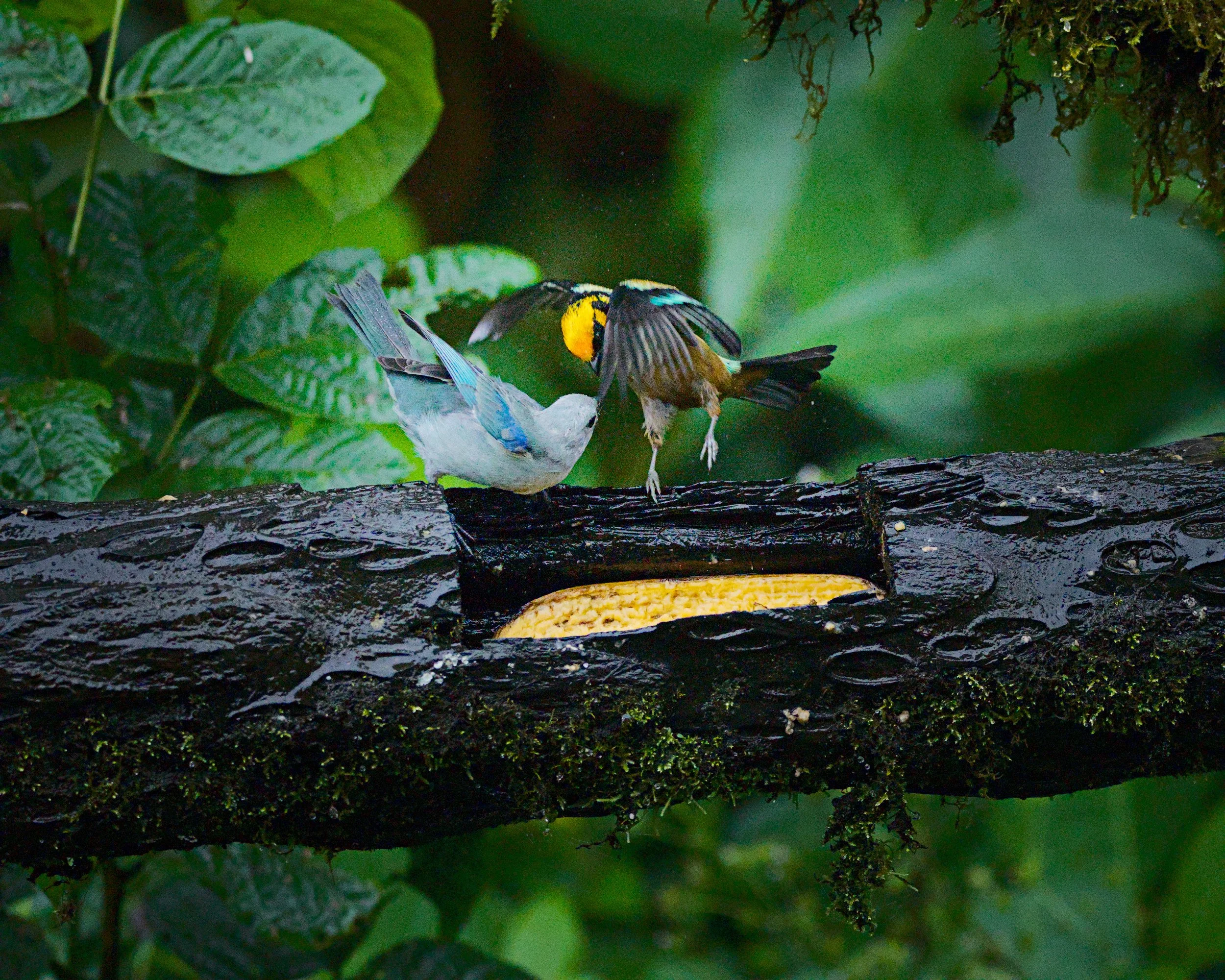 A flame-faced tanager fights a palm tanager for his breakfast.
