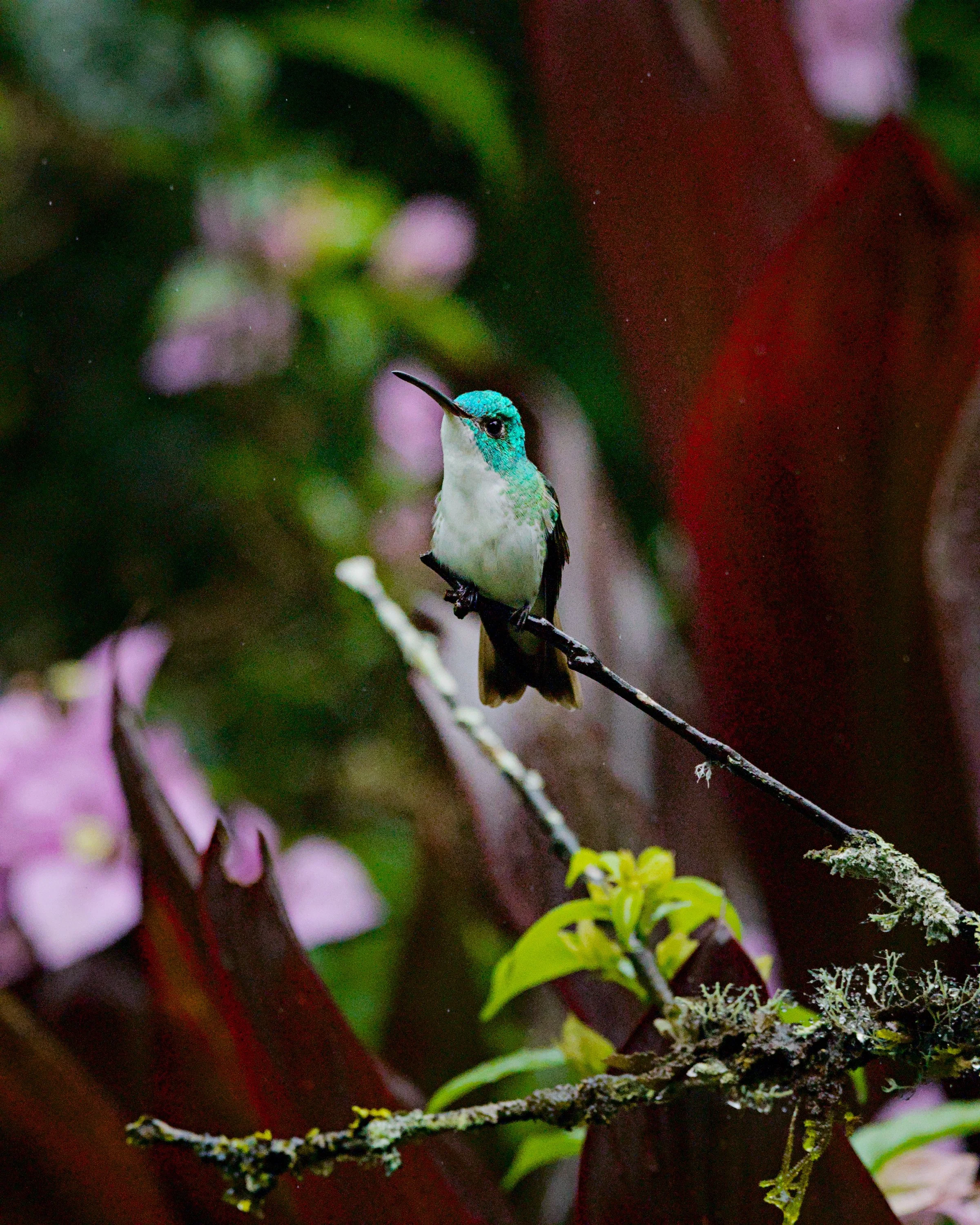 An Andean emerald makes color choices.