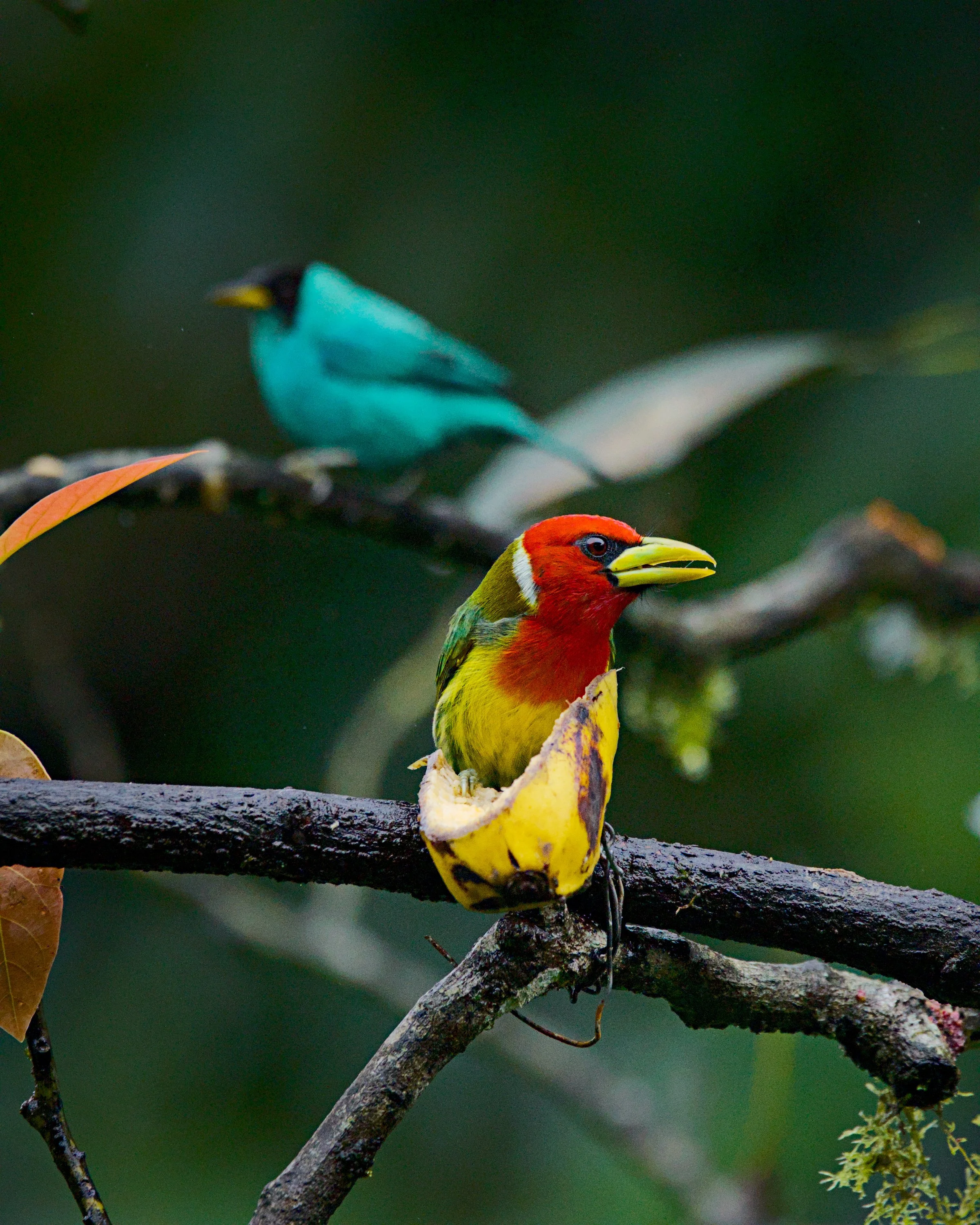 A red-headed barbet feels watched by a green honeycreeper behind him.