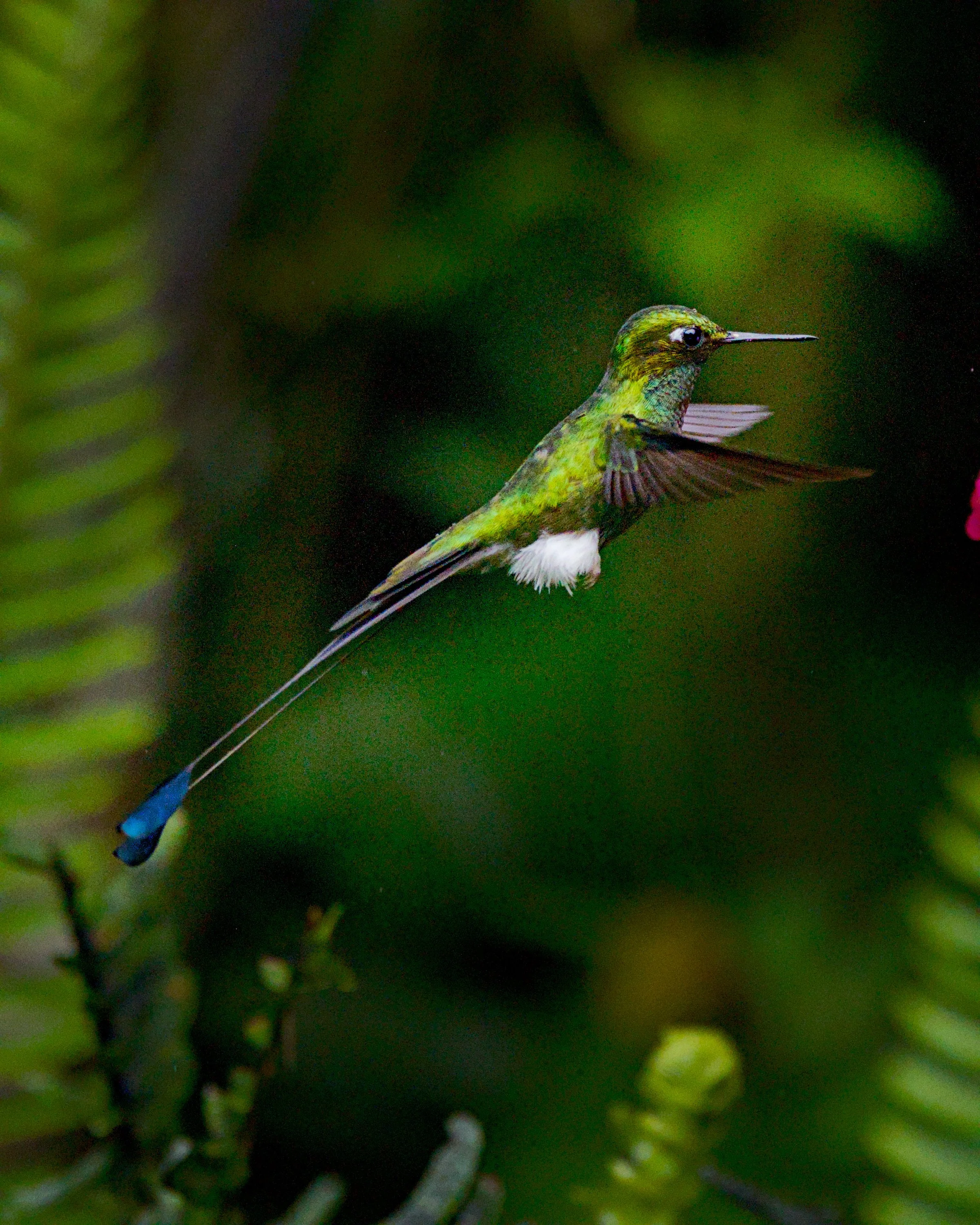 A white-booted racket-tail serves perfect profile.