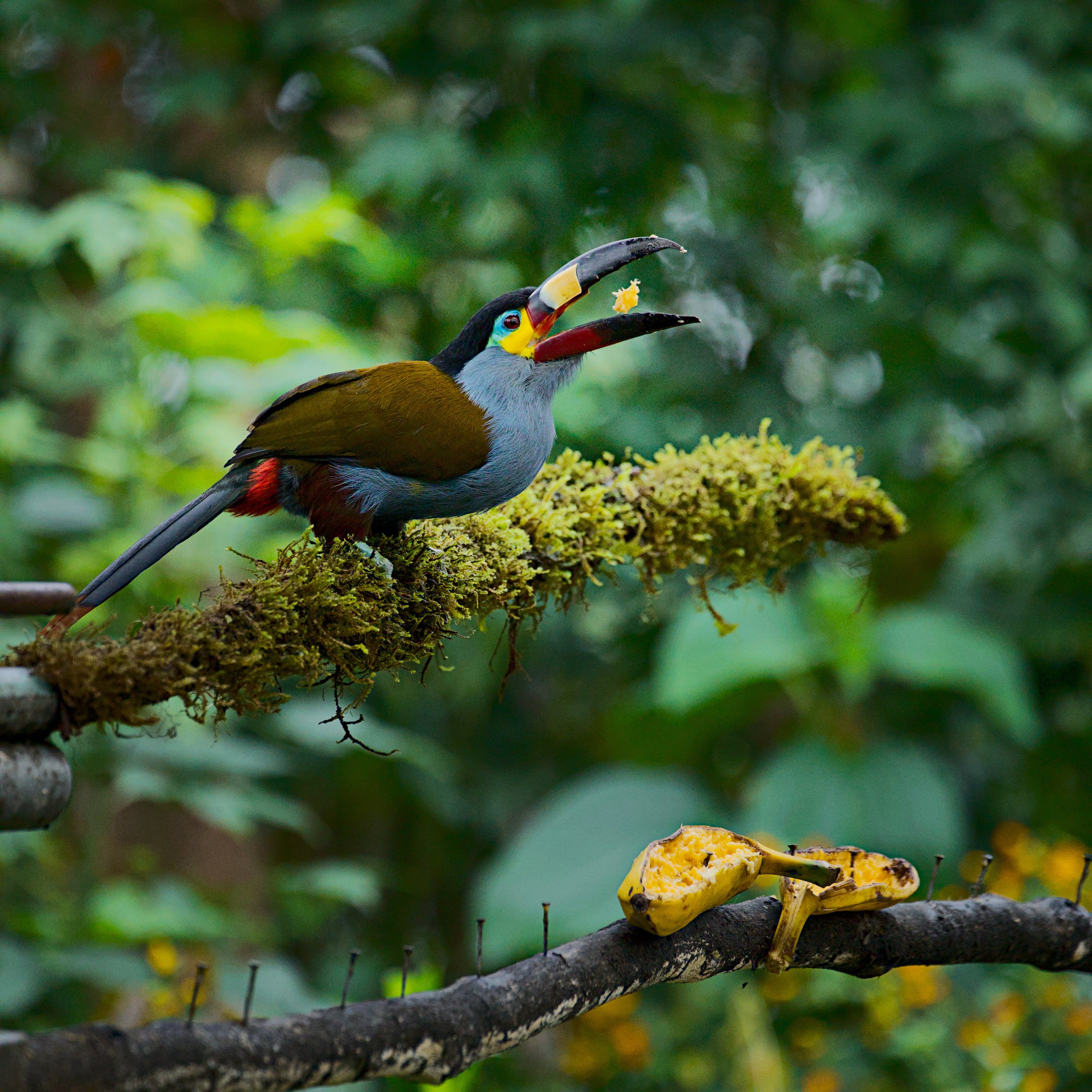 A plate-billed mountain toucan shows us how it's done.