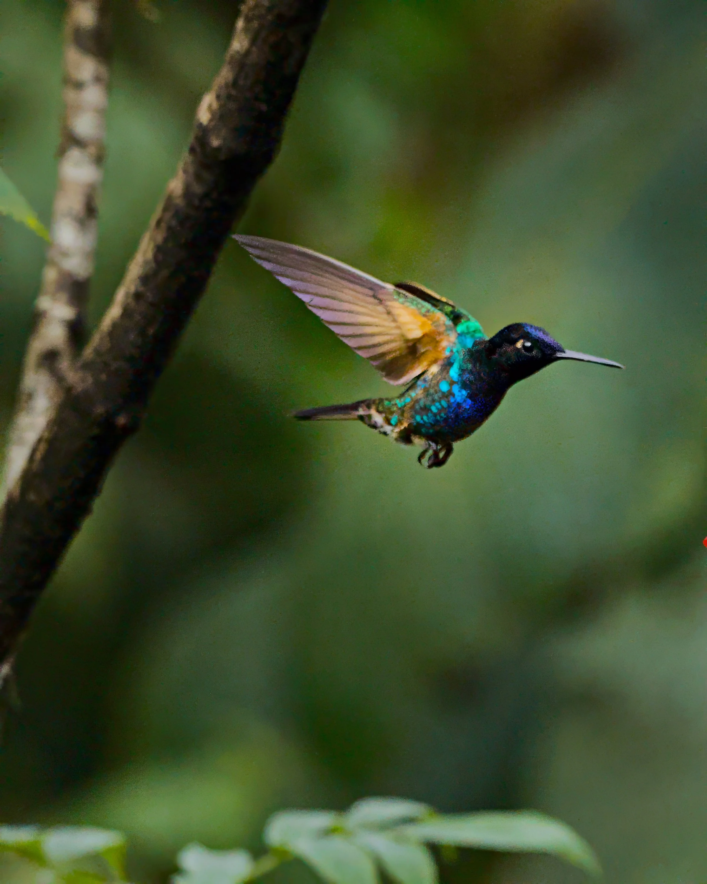 A velvet-purple coronet shows us his secrets.