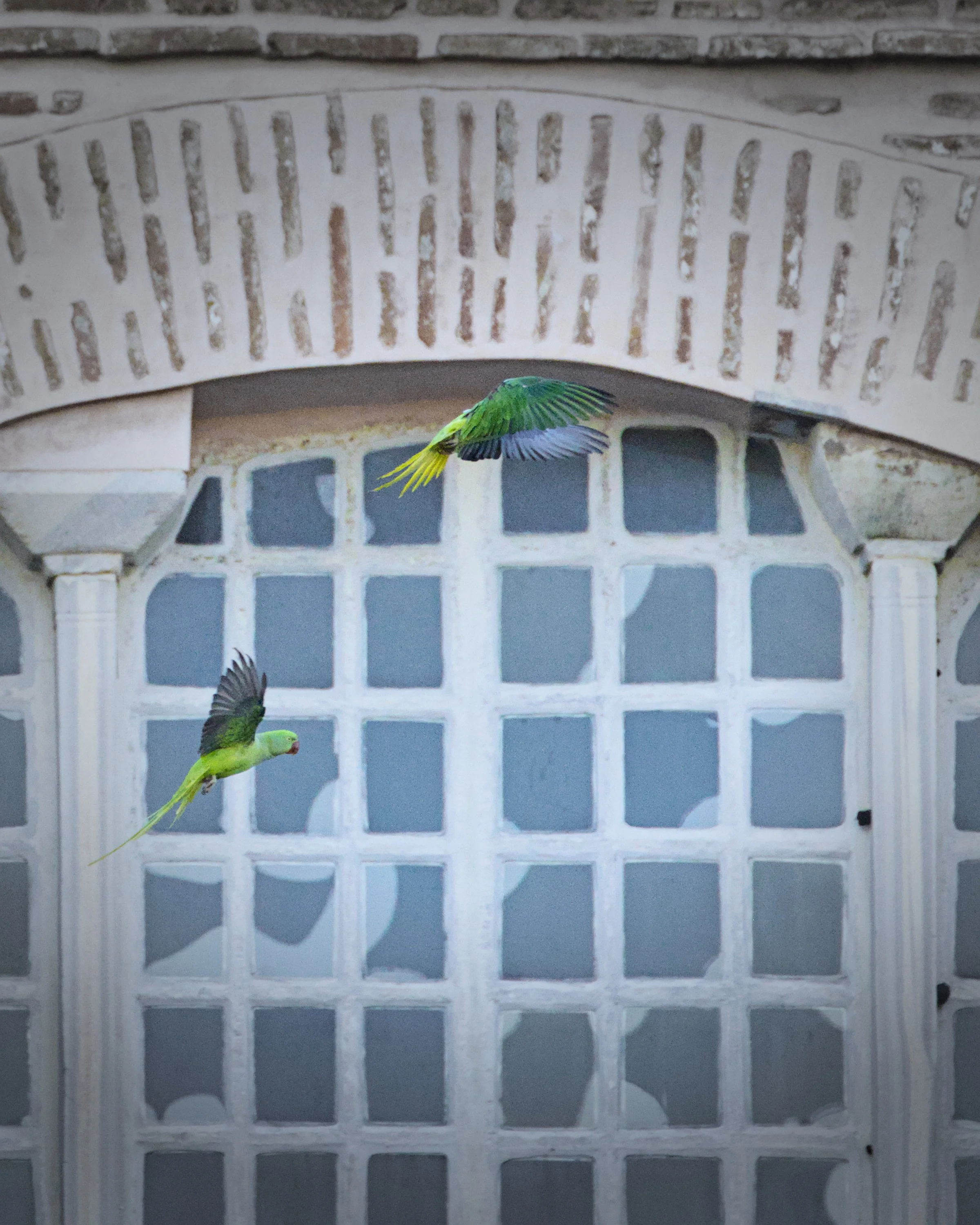 Two rose-ringed parakeets play in front of Hagia Sophia.