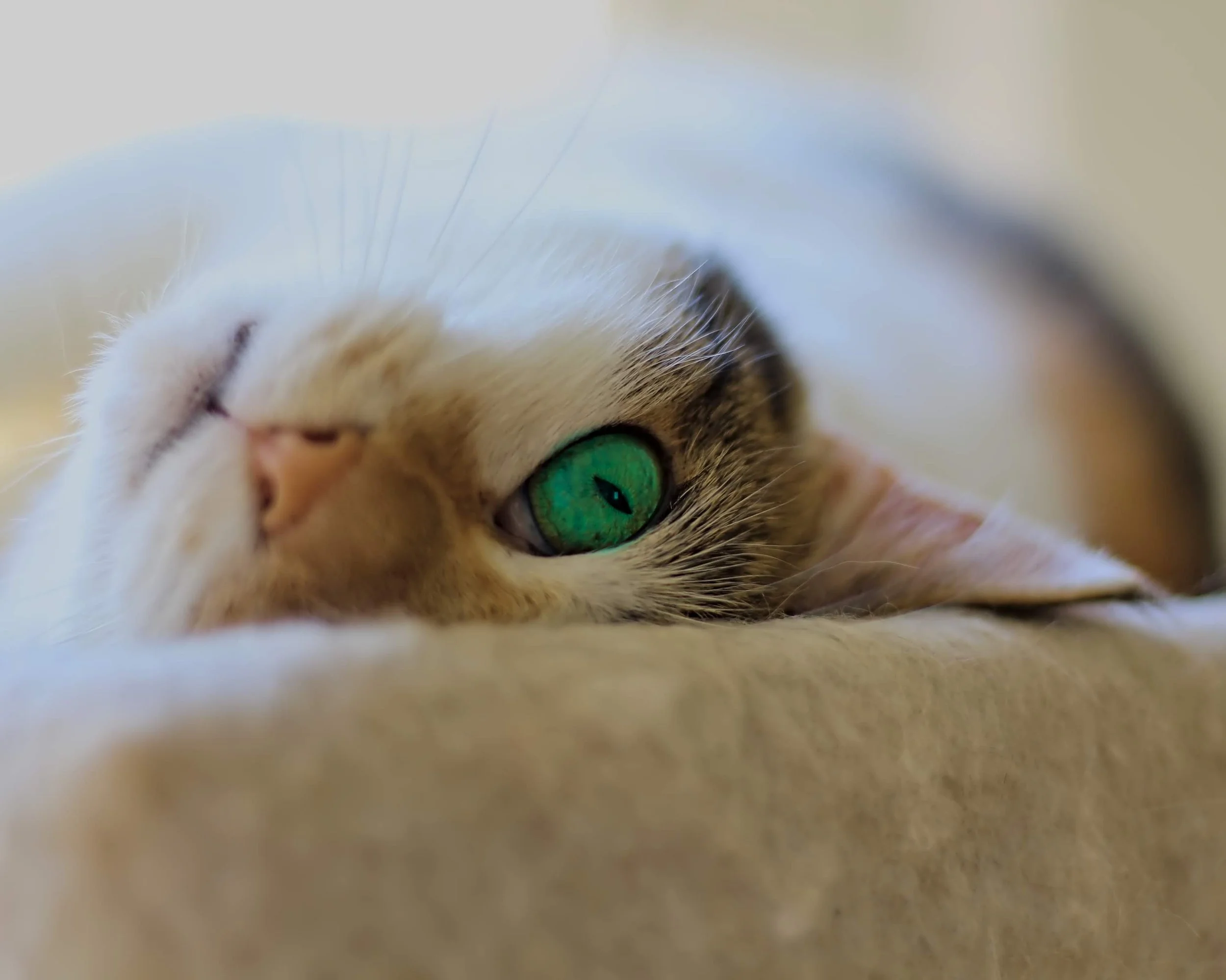 Cat, candid, natural light