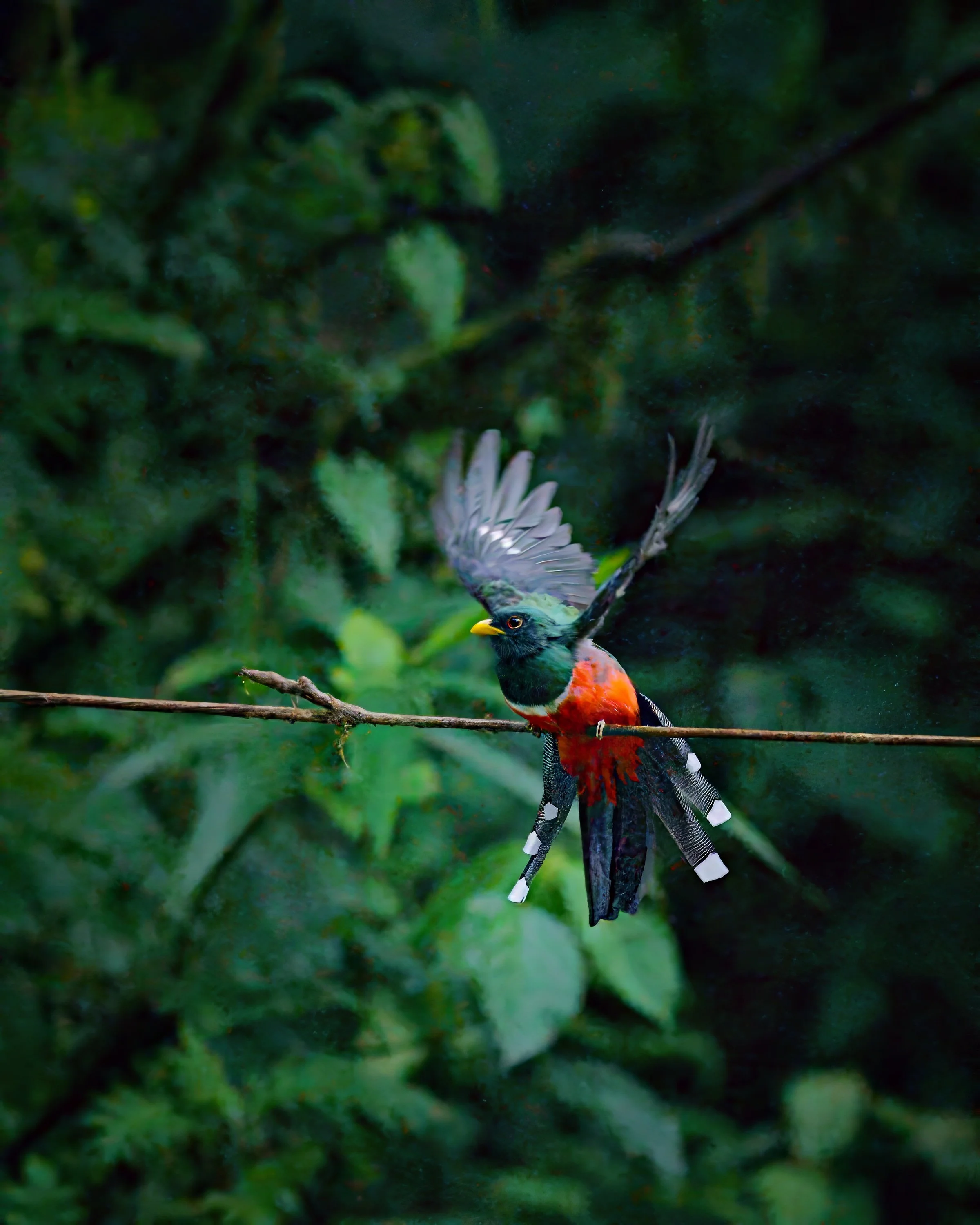 A male masked trogon gives a full feather display.