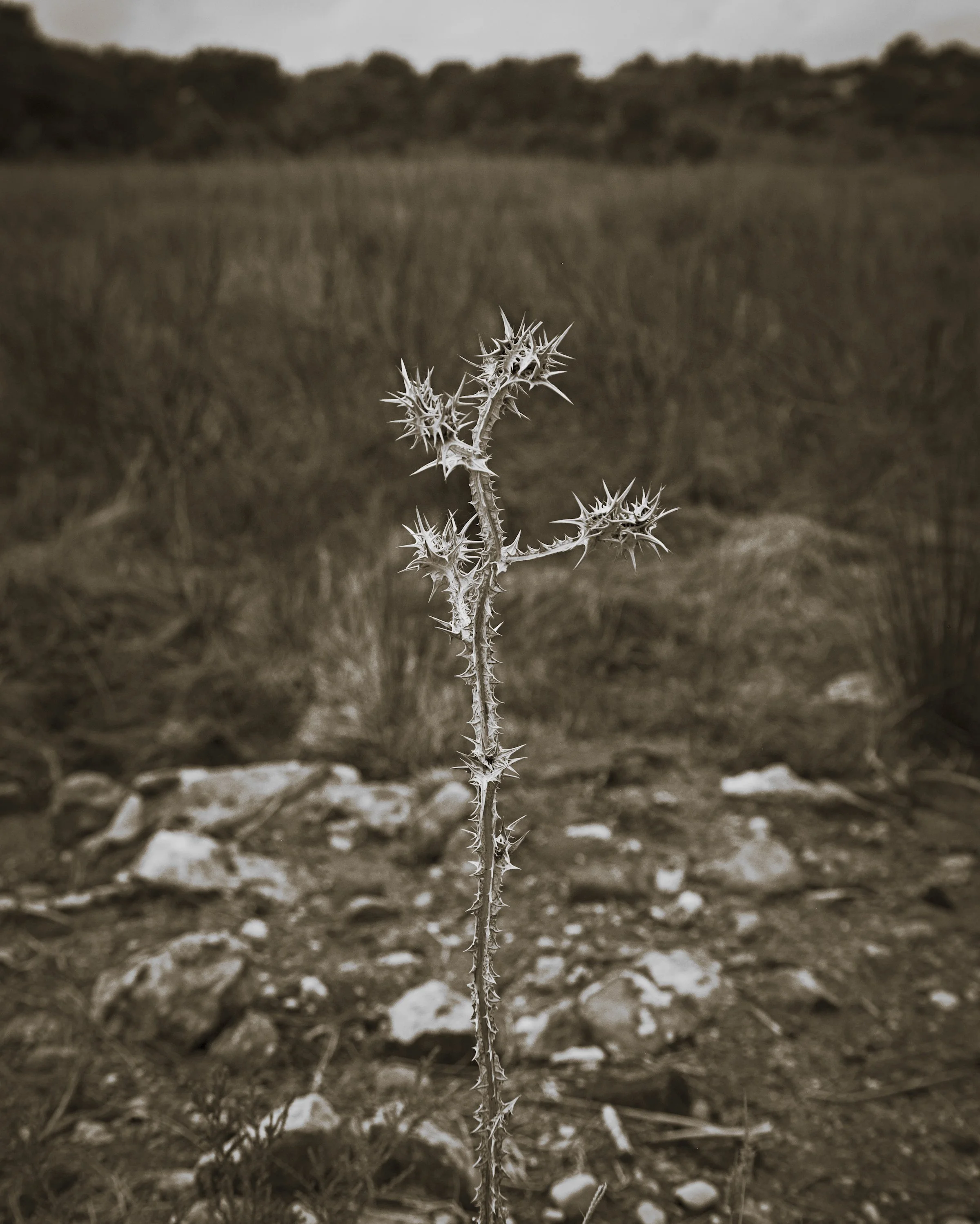 A spiky loner at Patara Ancient City.