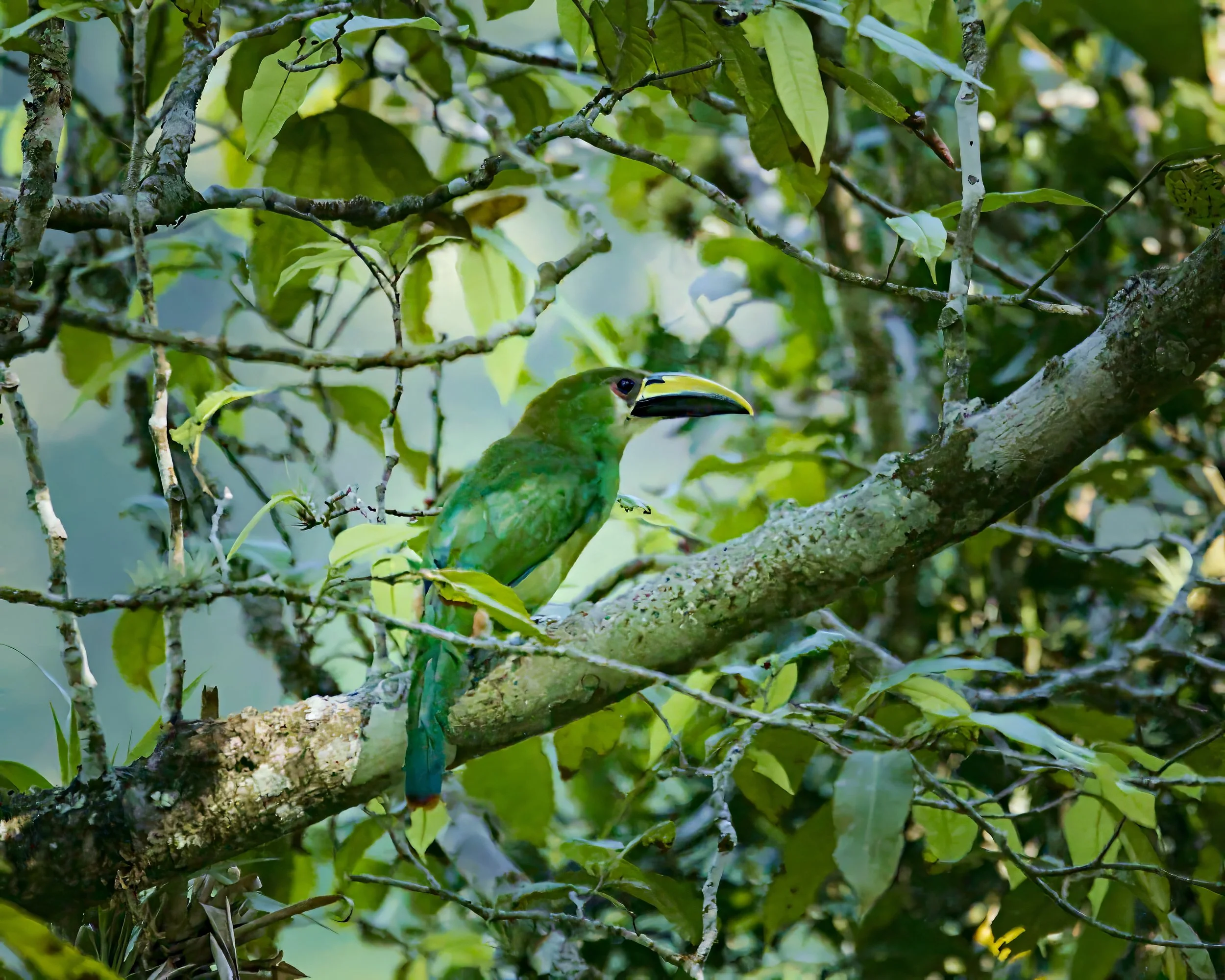 A northern emerald toucanet makes a rare appearance.