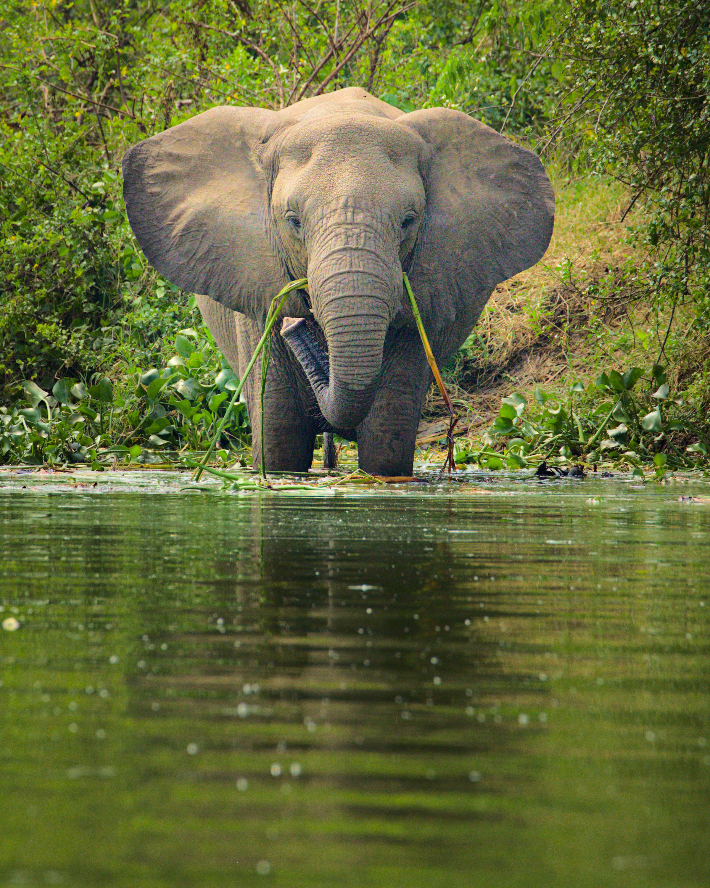 Elephant ears at full attention.