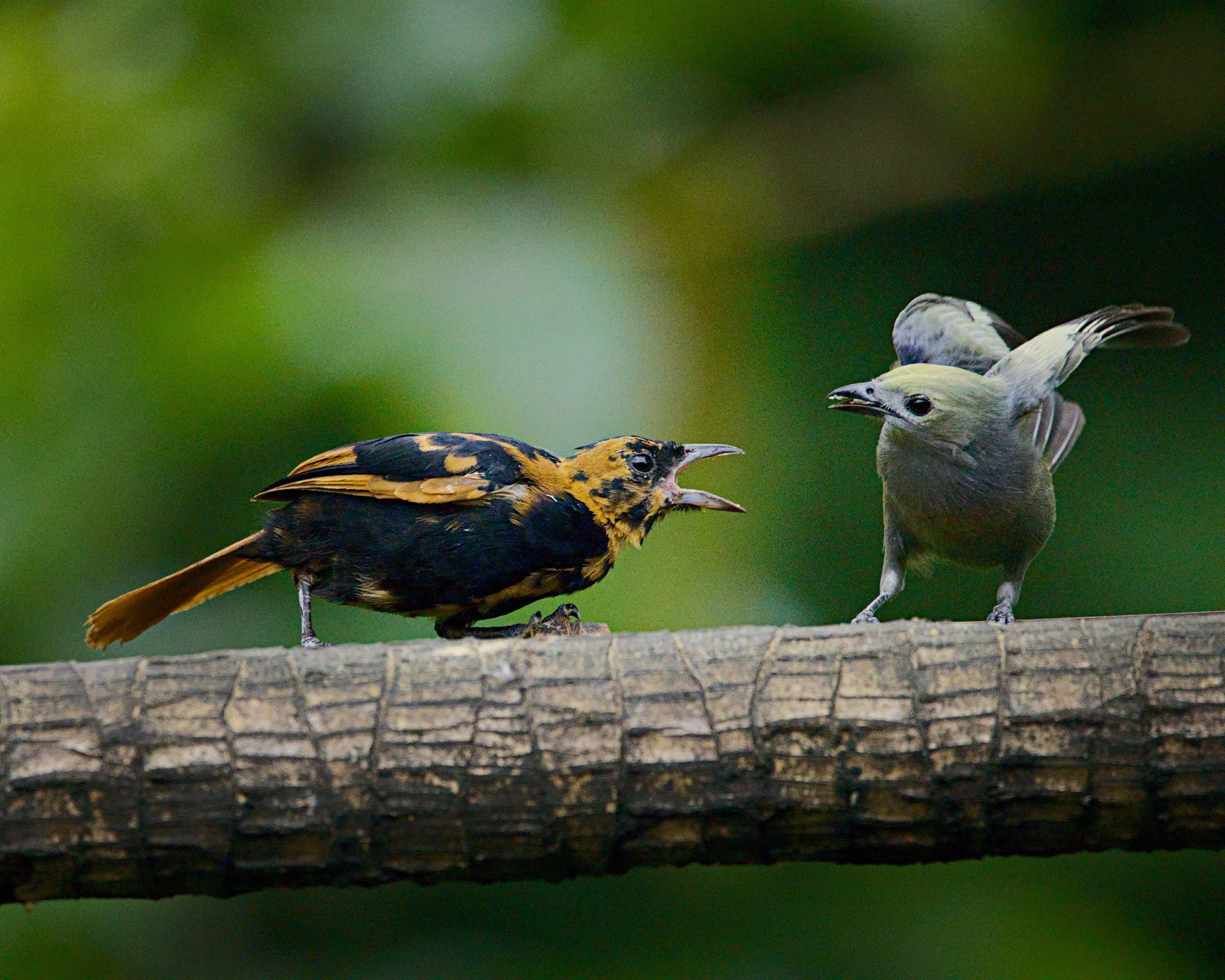 A white-lined tanager and a palm tanager have a divergence of opinion.