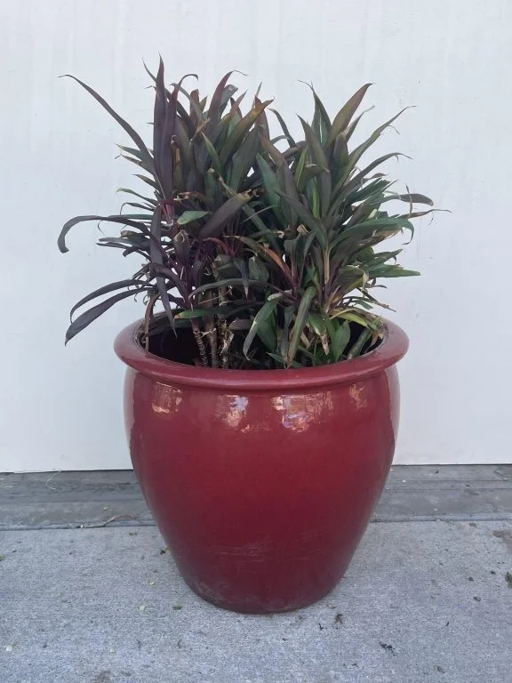 200 - Lot 420h - Large red glazed ceramic pot with plant.jpg