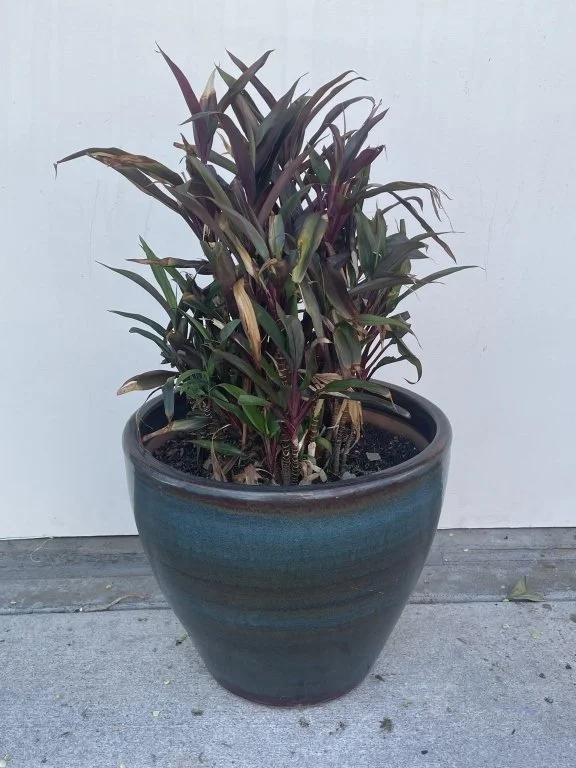 199 - Lot 419h - Large glazed ceramic pot with plant.jpg