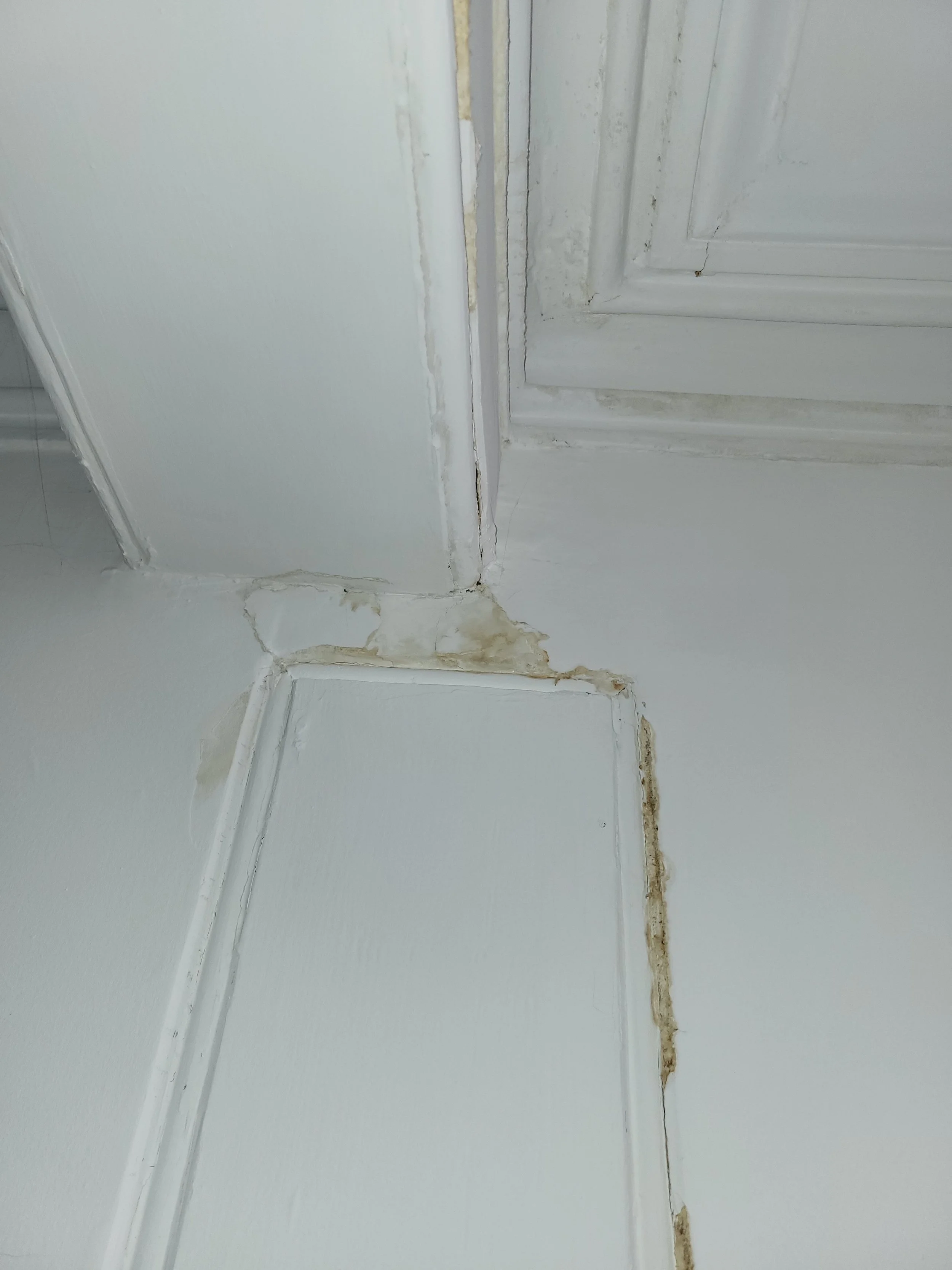 Close-up of water stains and mold on a corner of a white ceiling with decorative molding.
