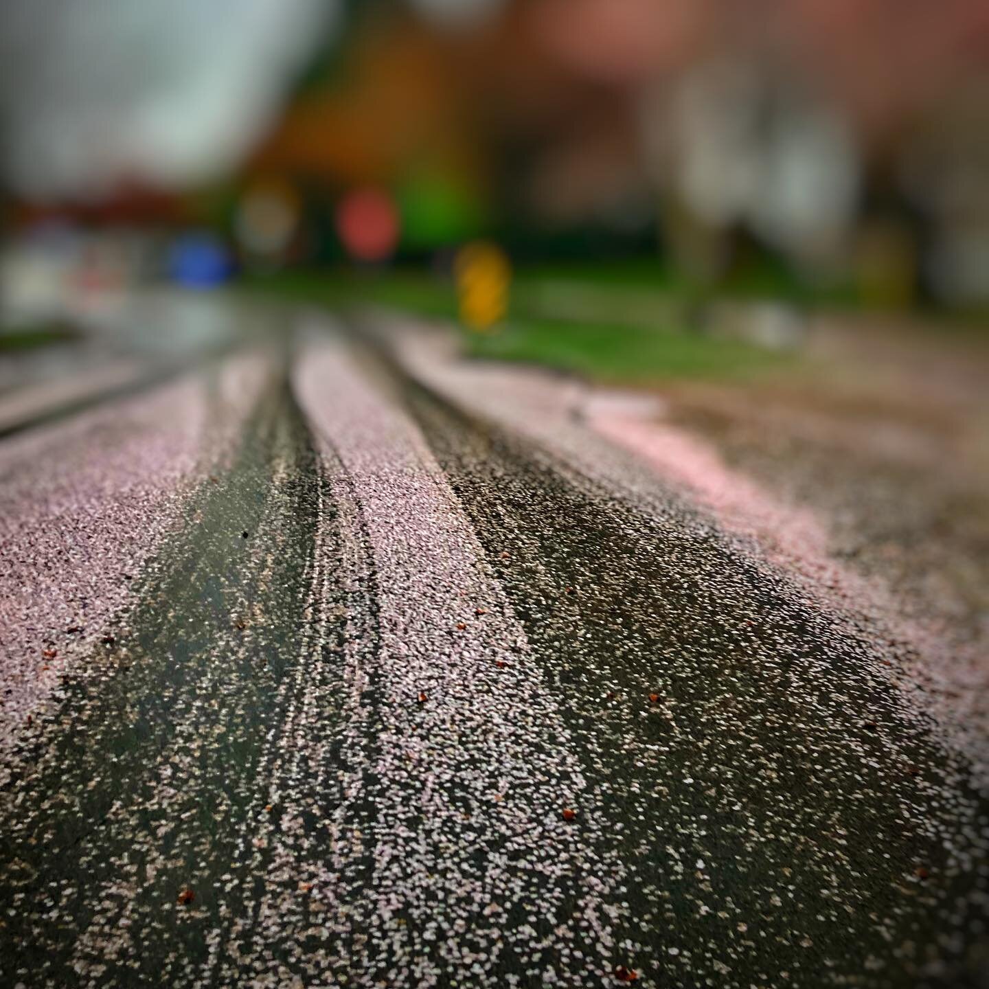 Experimenting with different angles and depths #spring #cherryblossom #cherryblossomtracks #niknazk