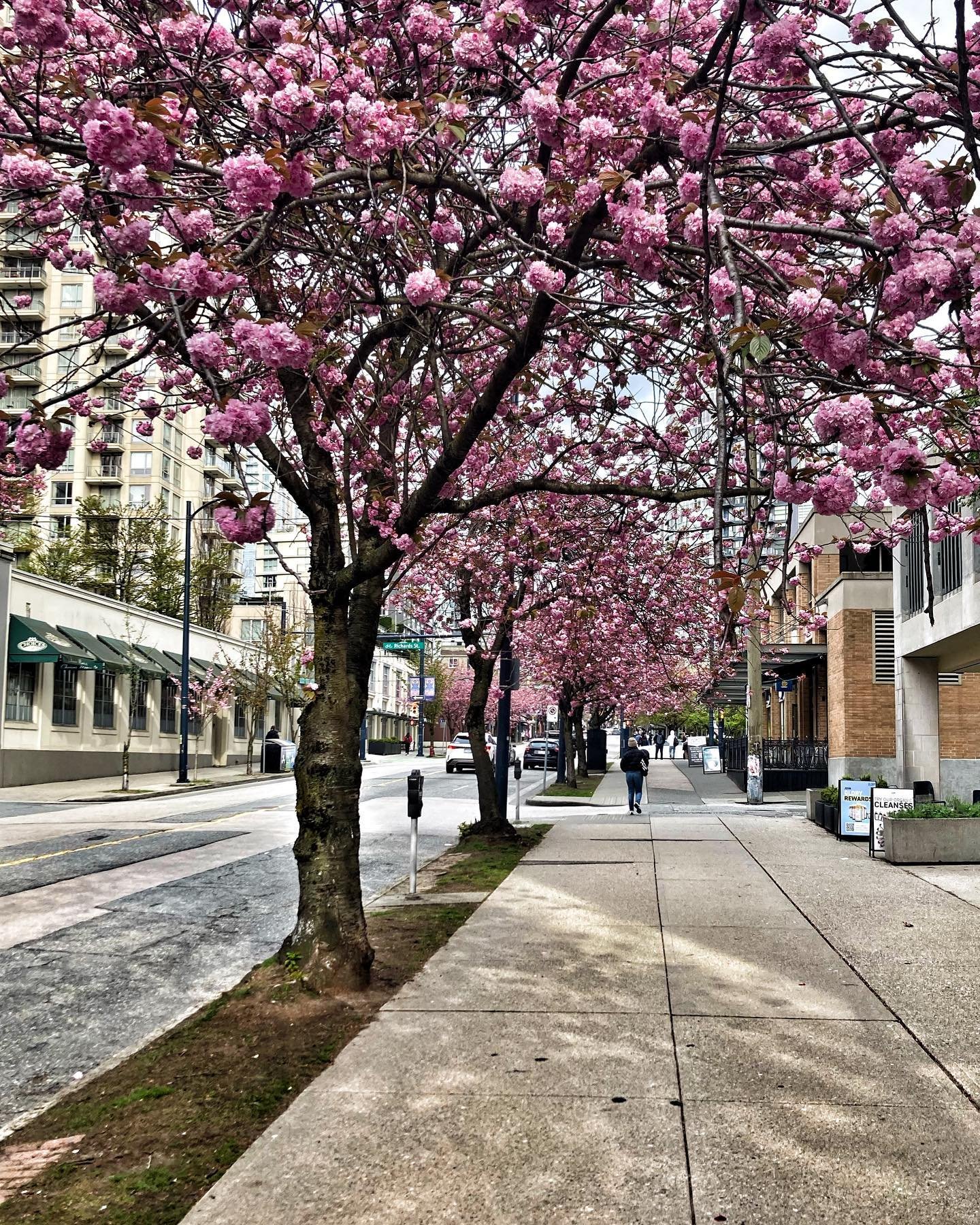 What a strange thing! To be alive beneath cherry blossoms.
- Kobayashi Issa
#spring #vancouver #visualpoetry #smalljoys #niknazk #بهار