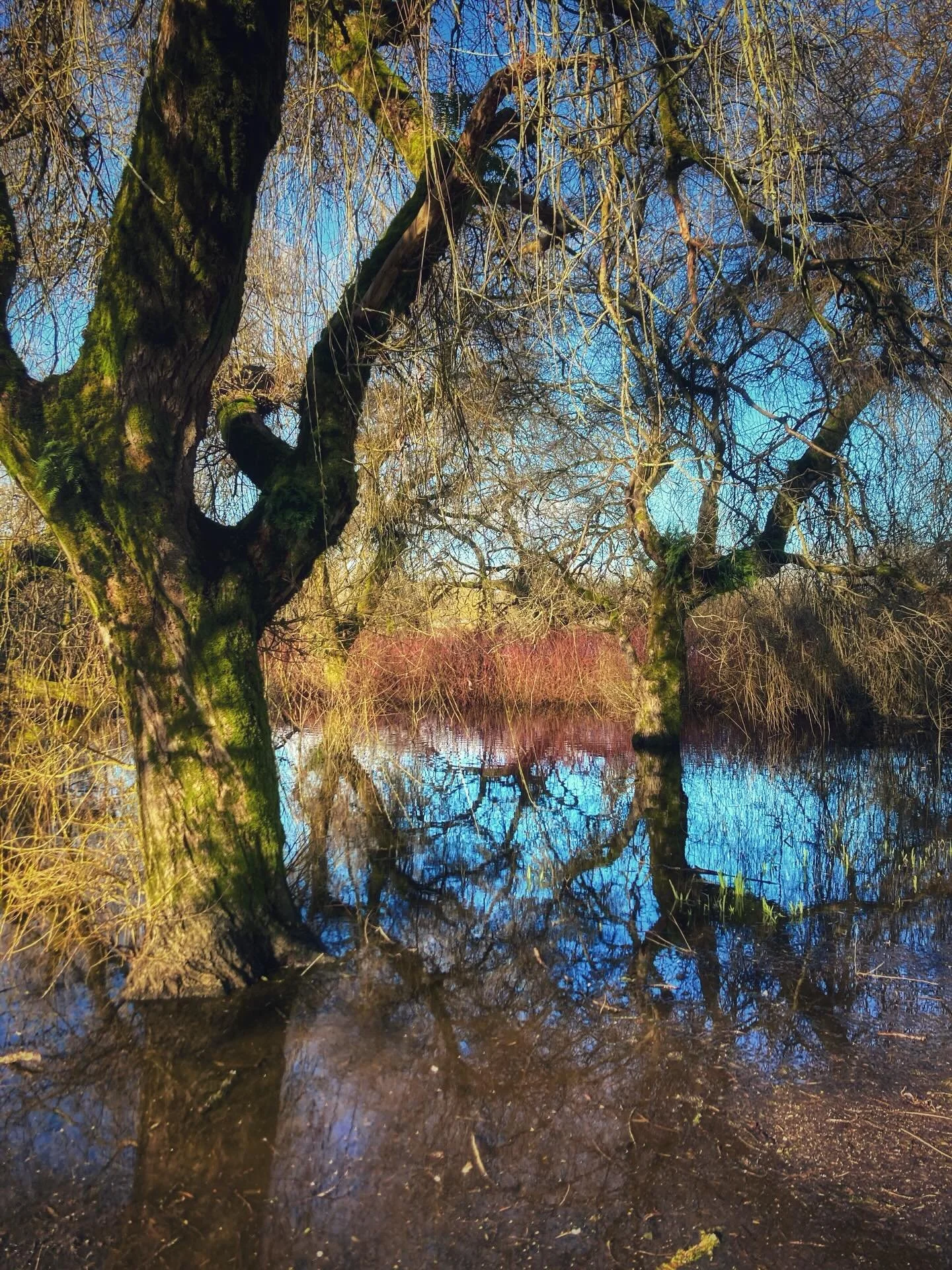 &hellip; because in times like these to have you listen at all, it&rsquo;s necessary to talk about trees. - Adrienne Rich