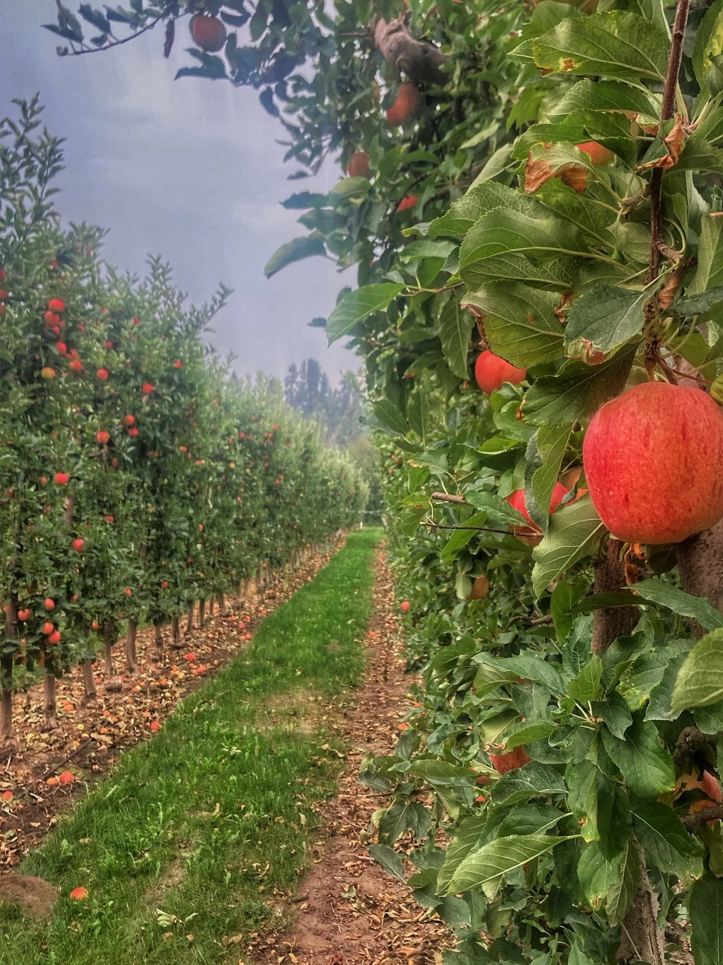 #apples #orchard #okanagan