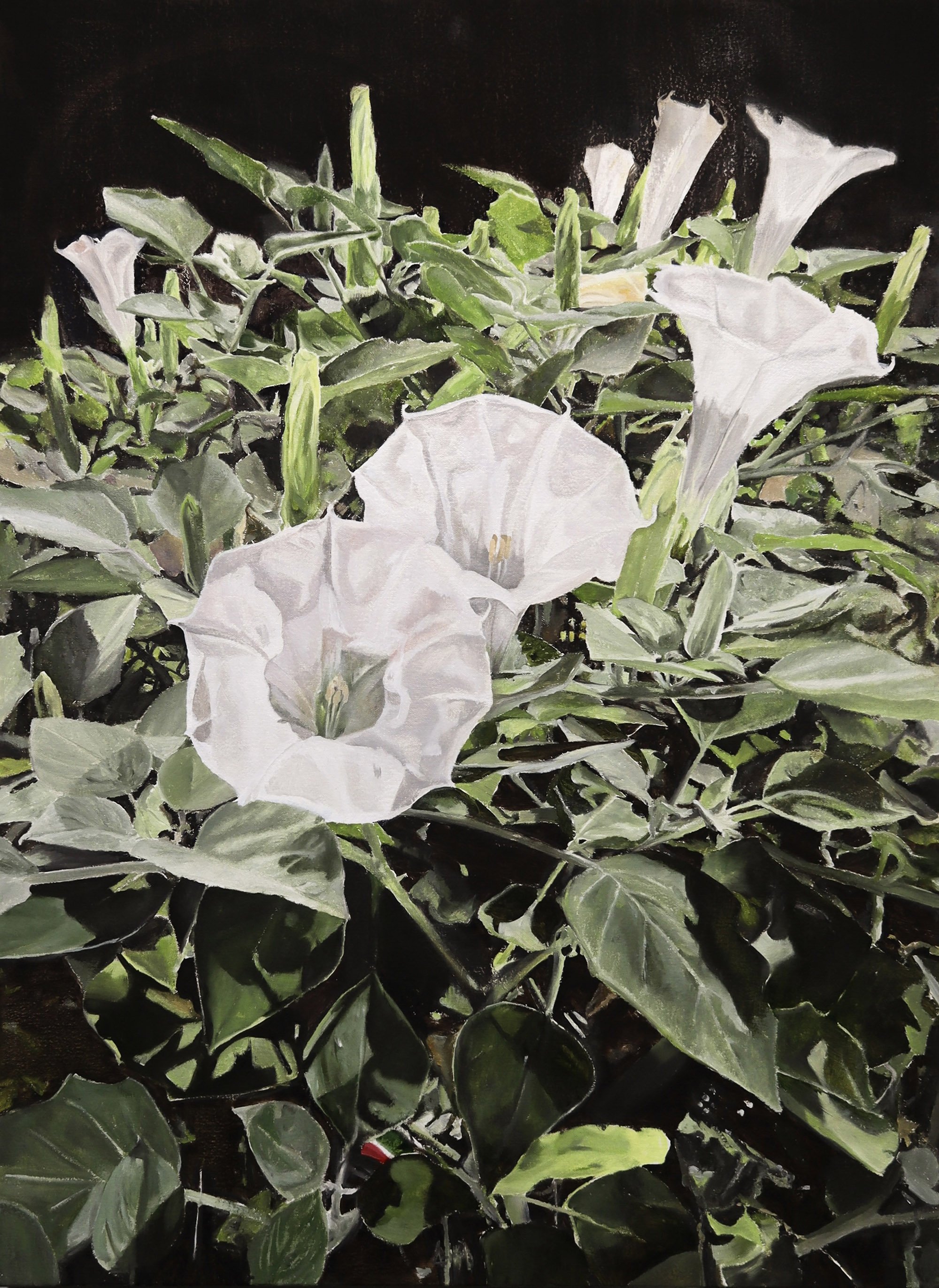 Nightshade (2022)