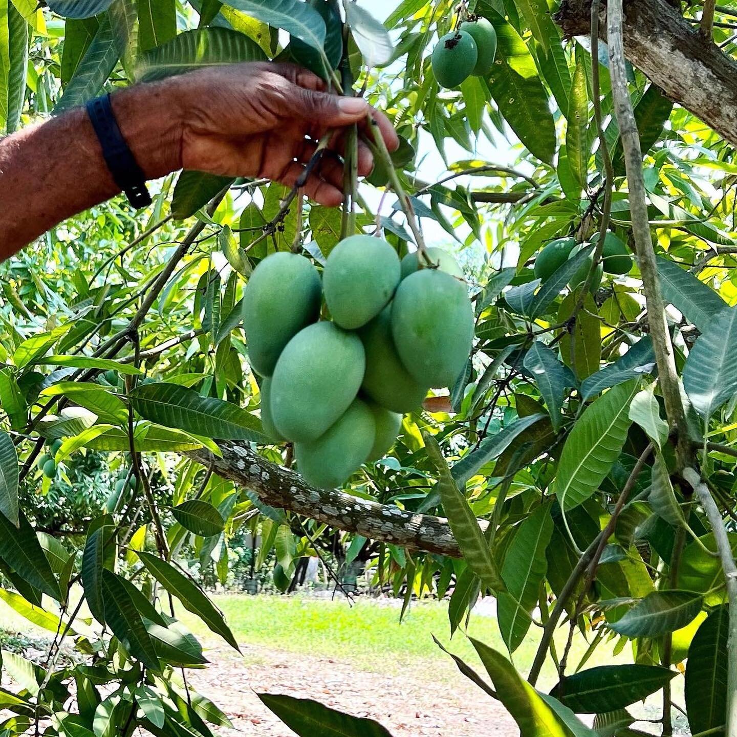 Sugar Mango season is almost here, and we couldn&rsquo;t be more excited.  These ultra sweet, miniature mangos  grow exclusively on the Caribbean coast.  Warm, tropical breezes mix with the sun's rays to create one of the sweetest, juiciest mangos on