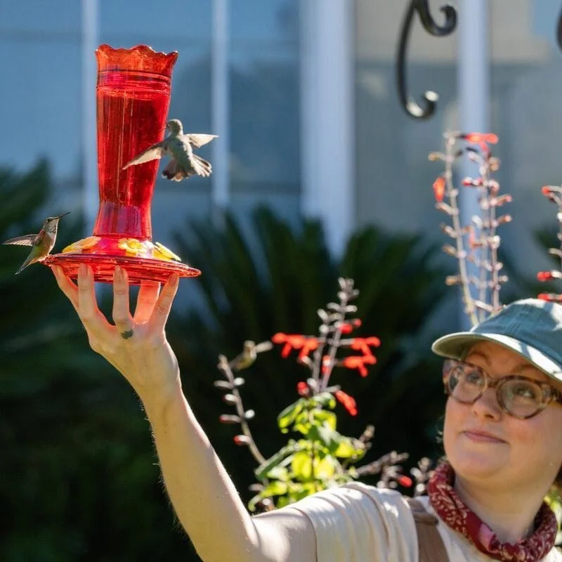 Another free upcoming event for you local LA people! This Sunday, February 1 at 11am, I'm teaching a hummingbird program! This takes place at the Tiffany Sisters Hummingbird Gazebo Garden at @thehuntingtonlibrary This one is for kiddos and whimsical 