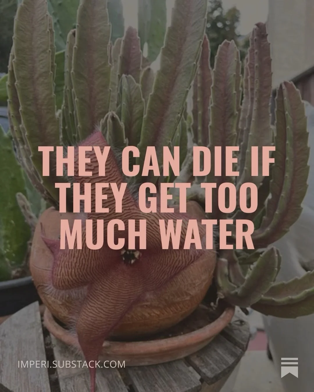 New piece up today! Let me tell you about stapelia aka starfish flower and grief. Imperi.substack.com #stapelia #grief