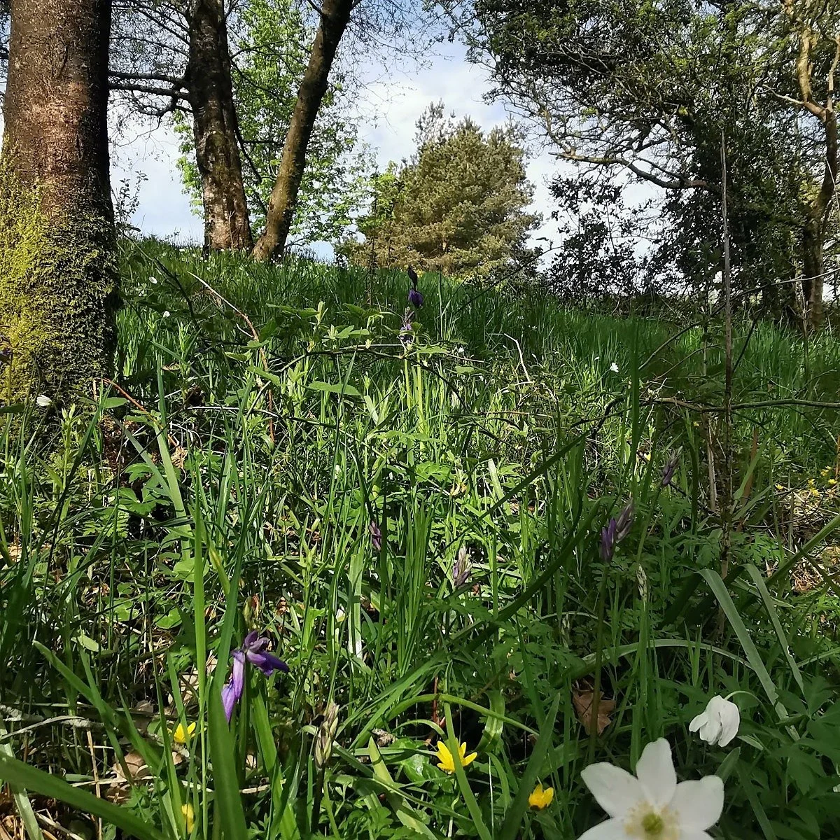 Creating Places That Last: The Real Value of Local BNG Delivery.