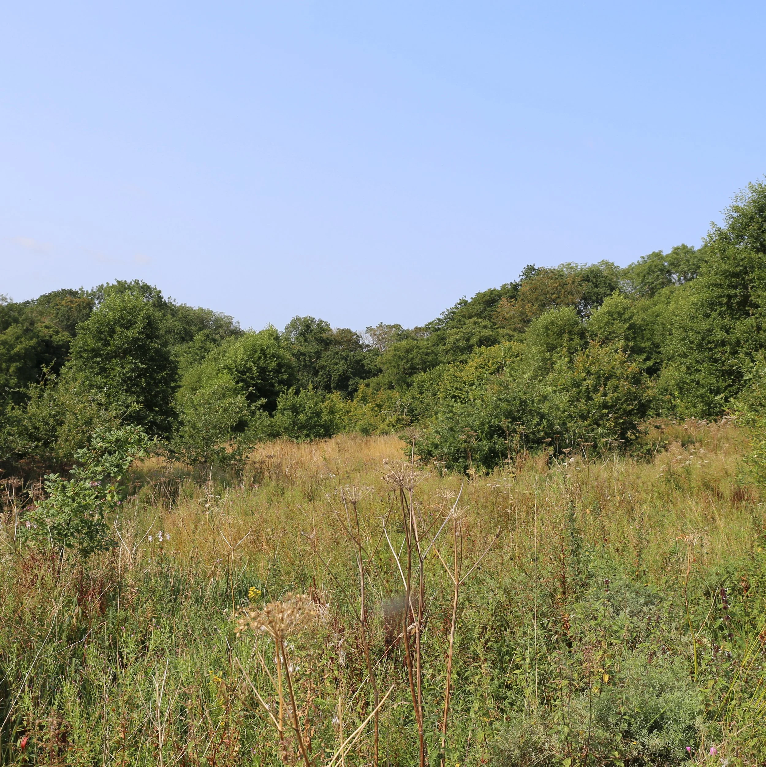 Eaton Lane Habitat Bank: Biodiversity Net Gain Delivery in Cheshire’s Weaver Valley