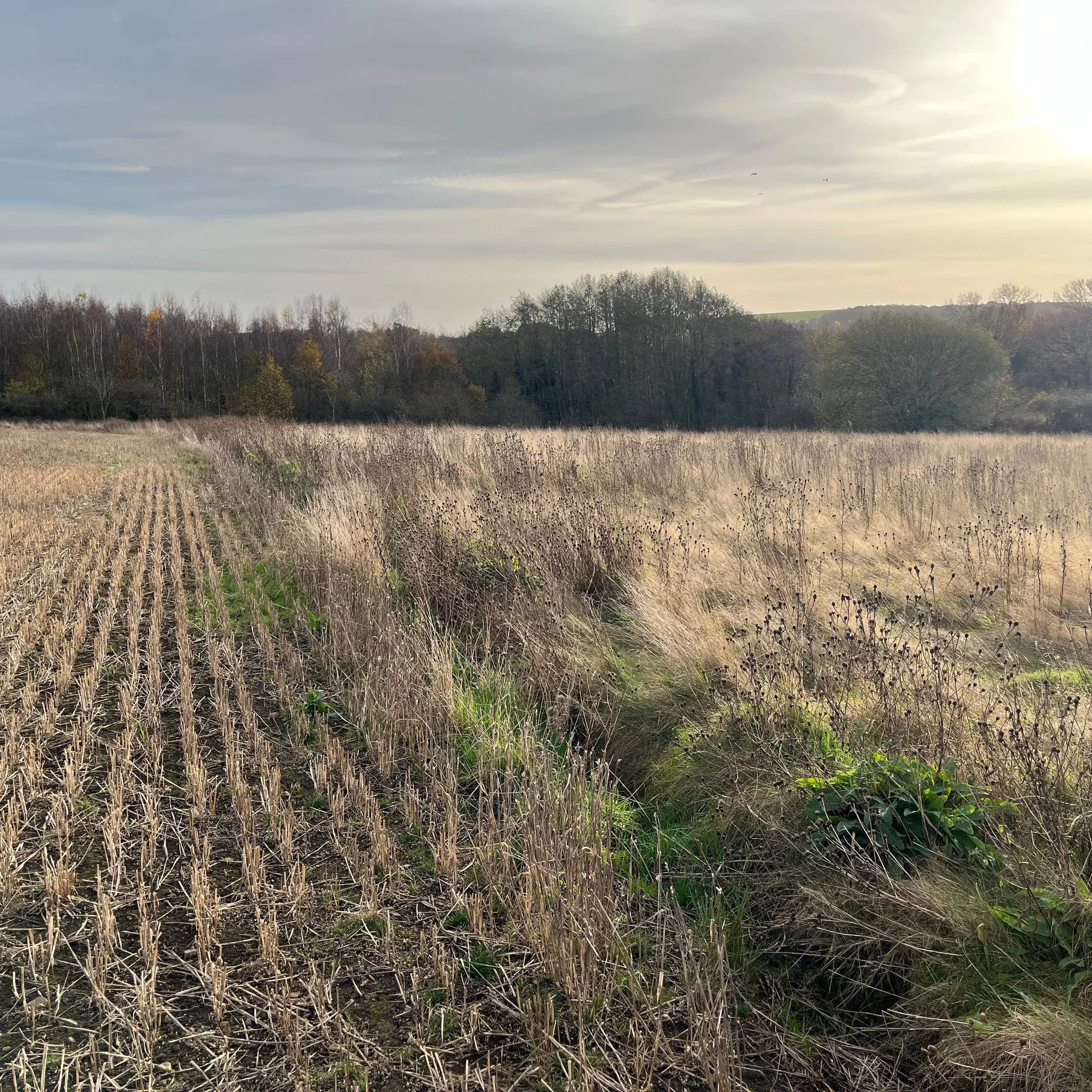 Nettlesworth Habitat Bank: Nature-First Biodiversity Net Gain Delivery in County Durham