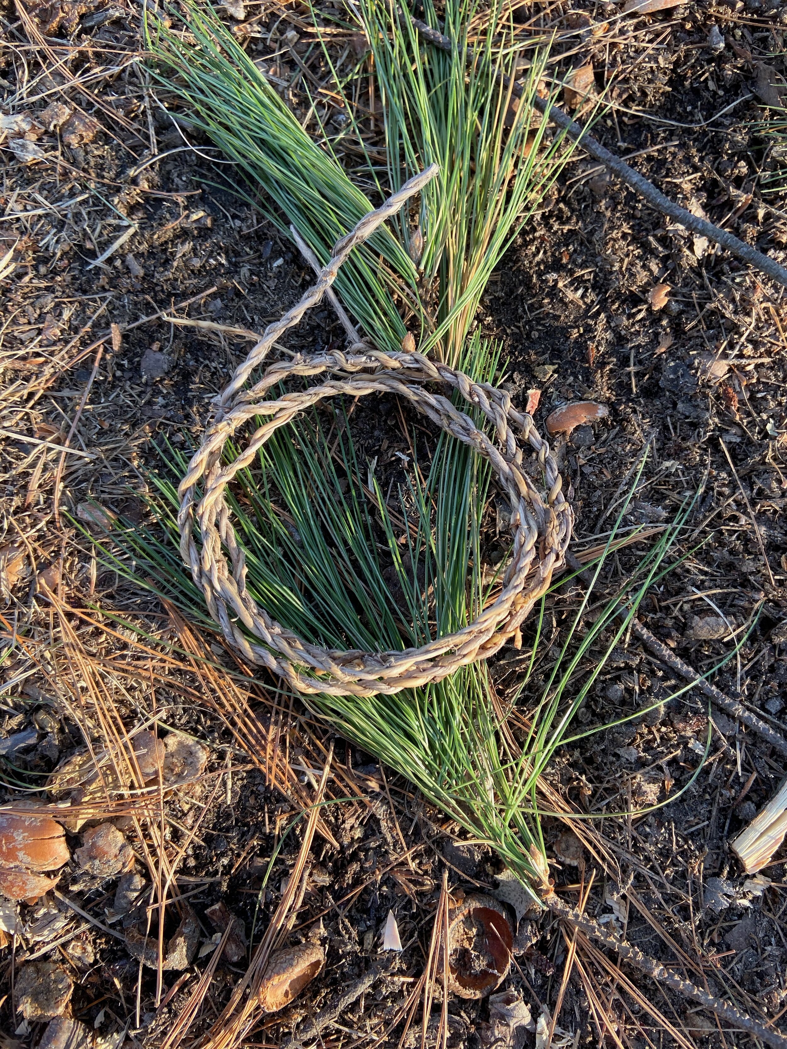 Cordage made from pine roots