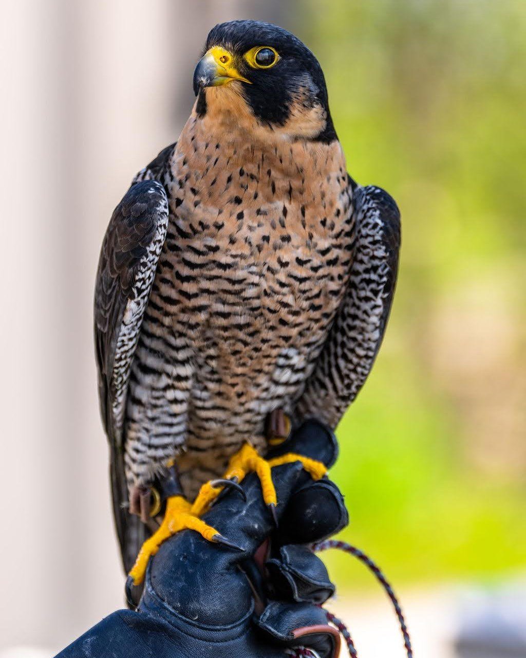 Falconry at @theforgelemont returns with a one-of-a-kind, hands-on experience. Get up close with birds of prey and learn the art of falconry from expert handlers.

Saturday, April 18 | 10 AM-12:30 PM &amp; 2-4:30 PM
Sunday, April 19 | 10 AM-12:30 PM 