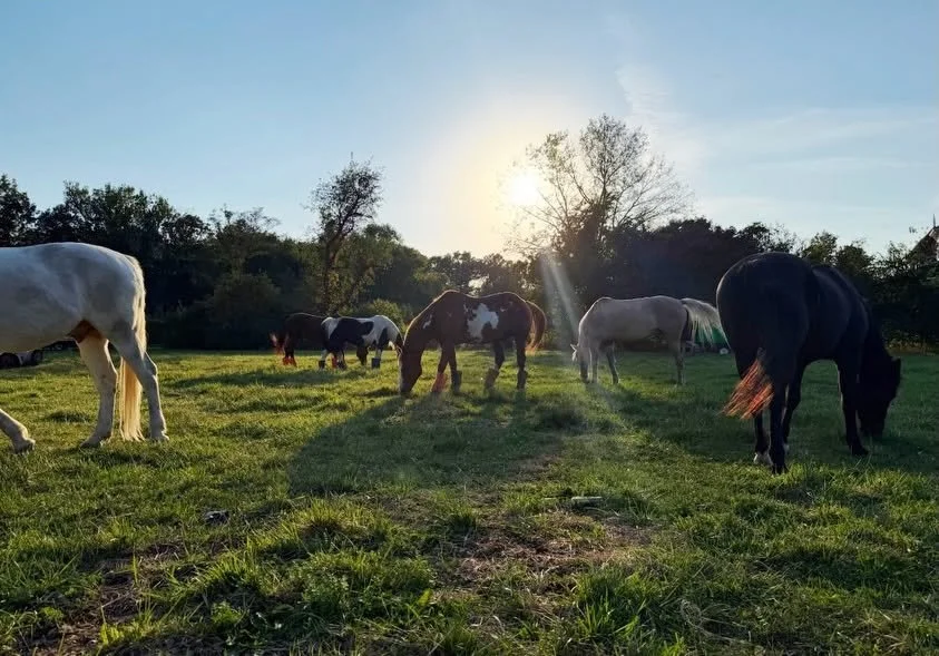 A photo of six horses that board at the Kopping Farms Equestrian Center in Lemont, Illinois.