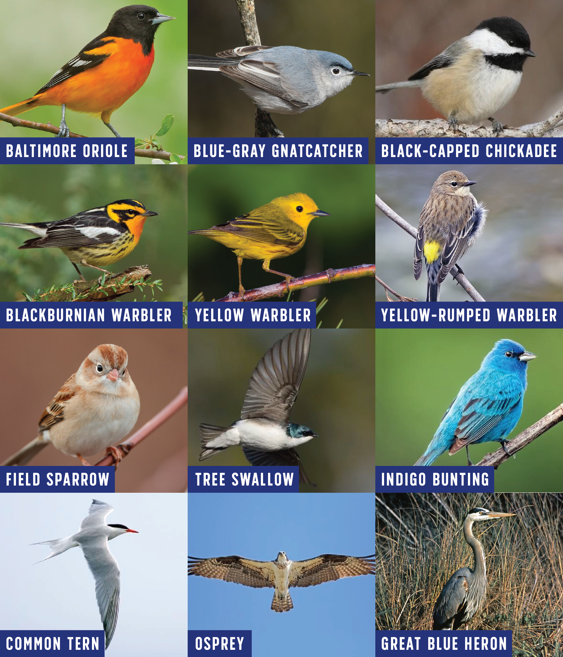 A photo of birds you might find in Lemont Downtown, Illinois on World Migratory Bird Day.