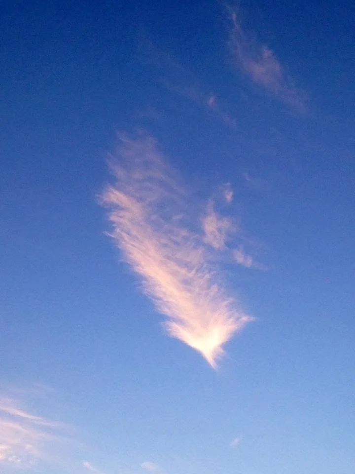 Feathers in the sky. Photo cred. E. Thee