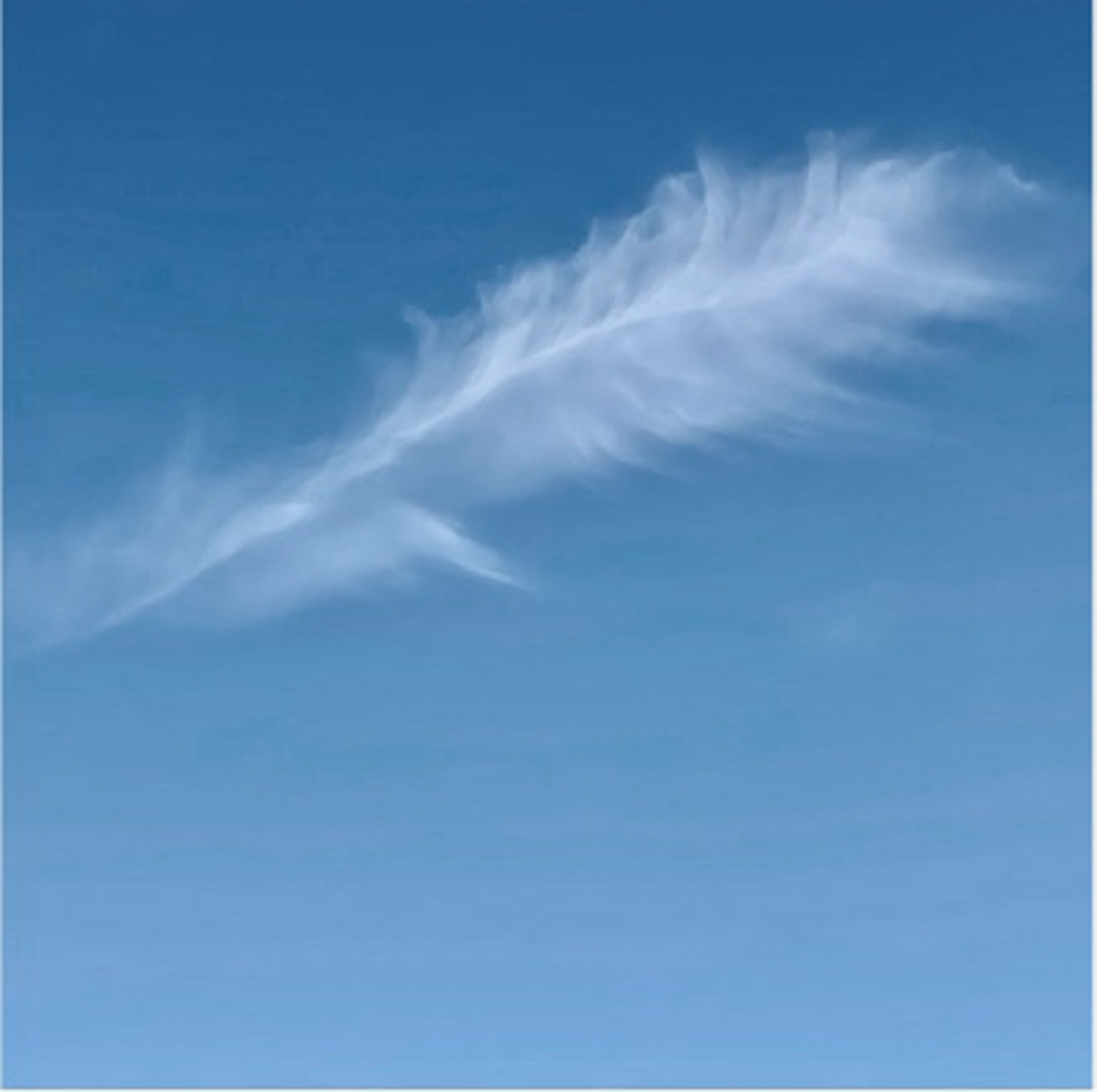 Cirrus vertebratus - Photo cred. Jeremy Richards