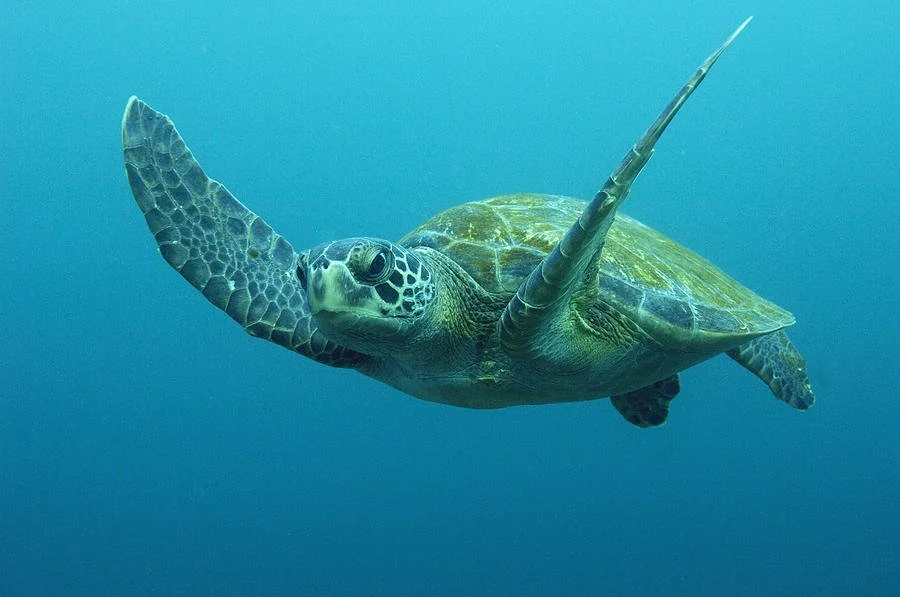 GREEN TURTLE (Chelonia mydas)